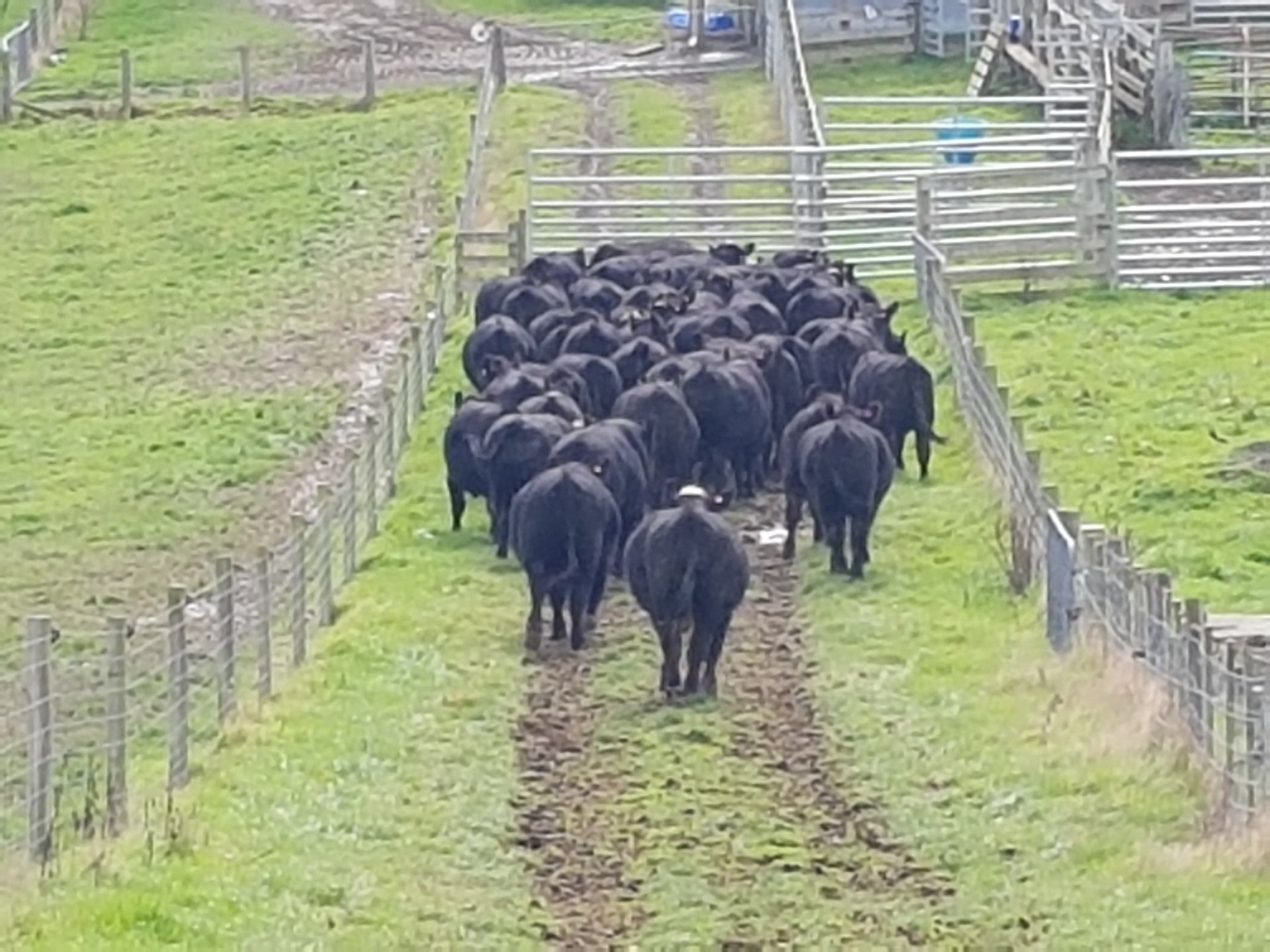 Weight gain in cattle? The Farming Forum