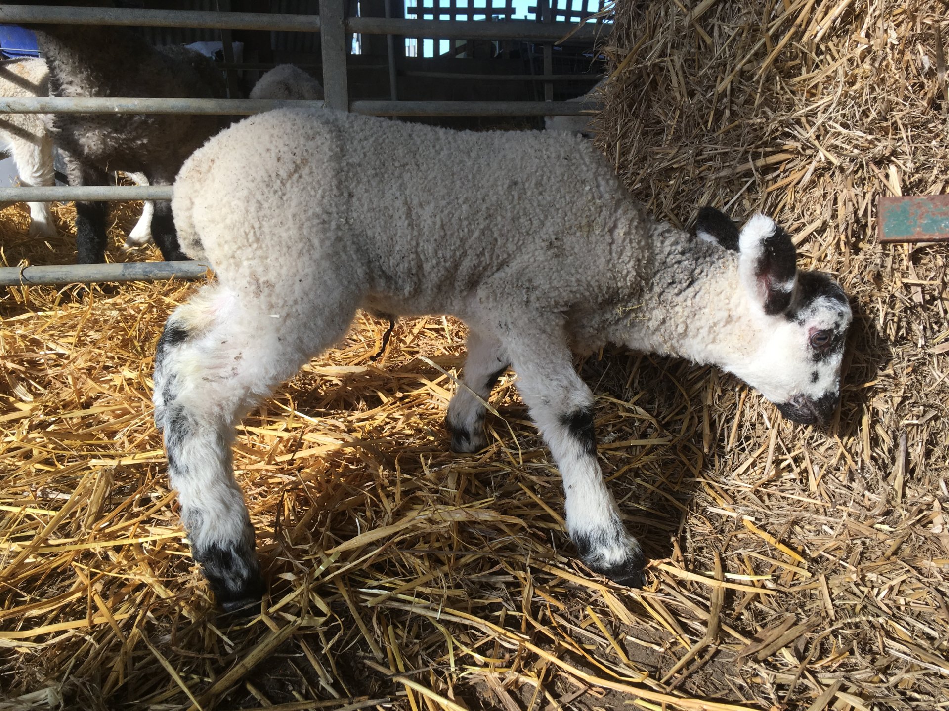 Lamb gone of legs for a 2nd time The Farming Forum