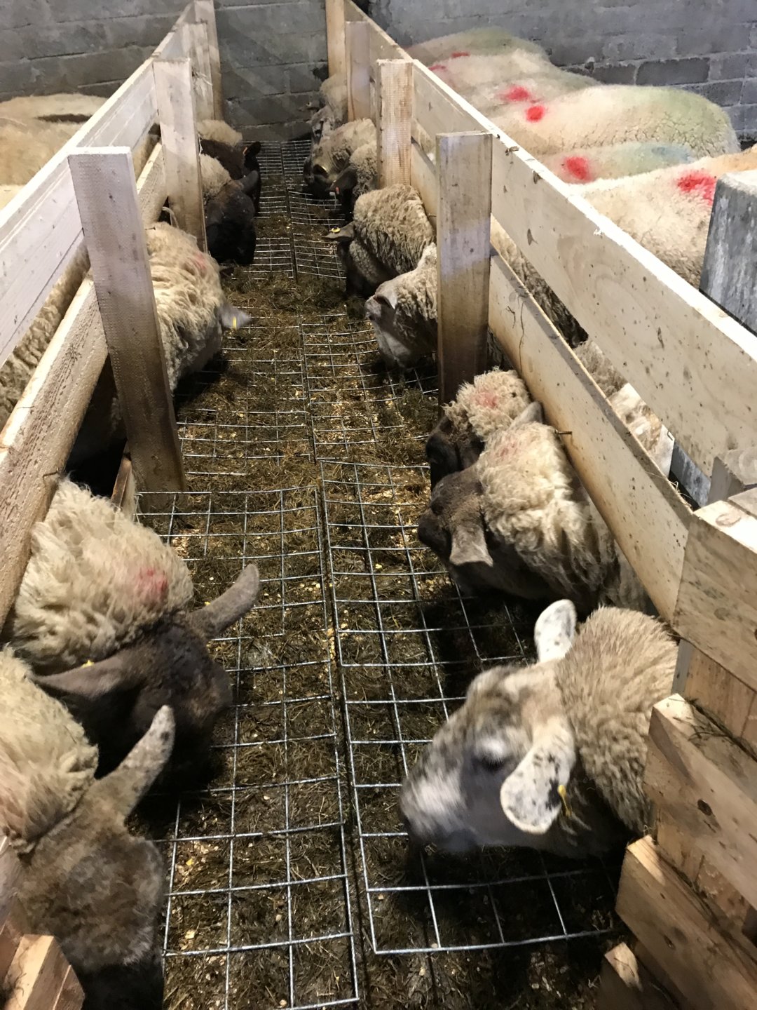 Sheep Housed On Good Silage Only The Farming Forum