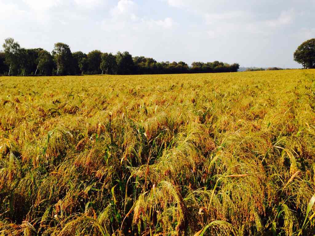 Millet The Farming Forum