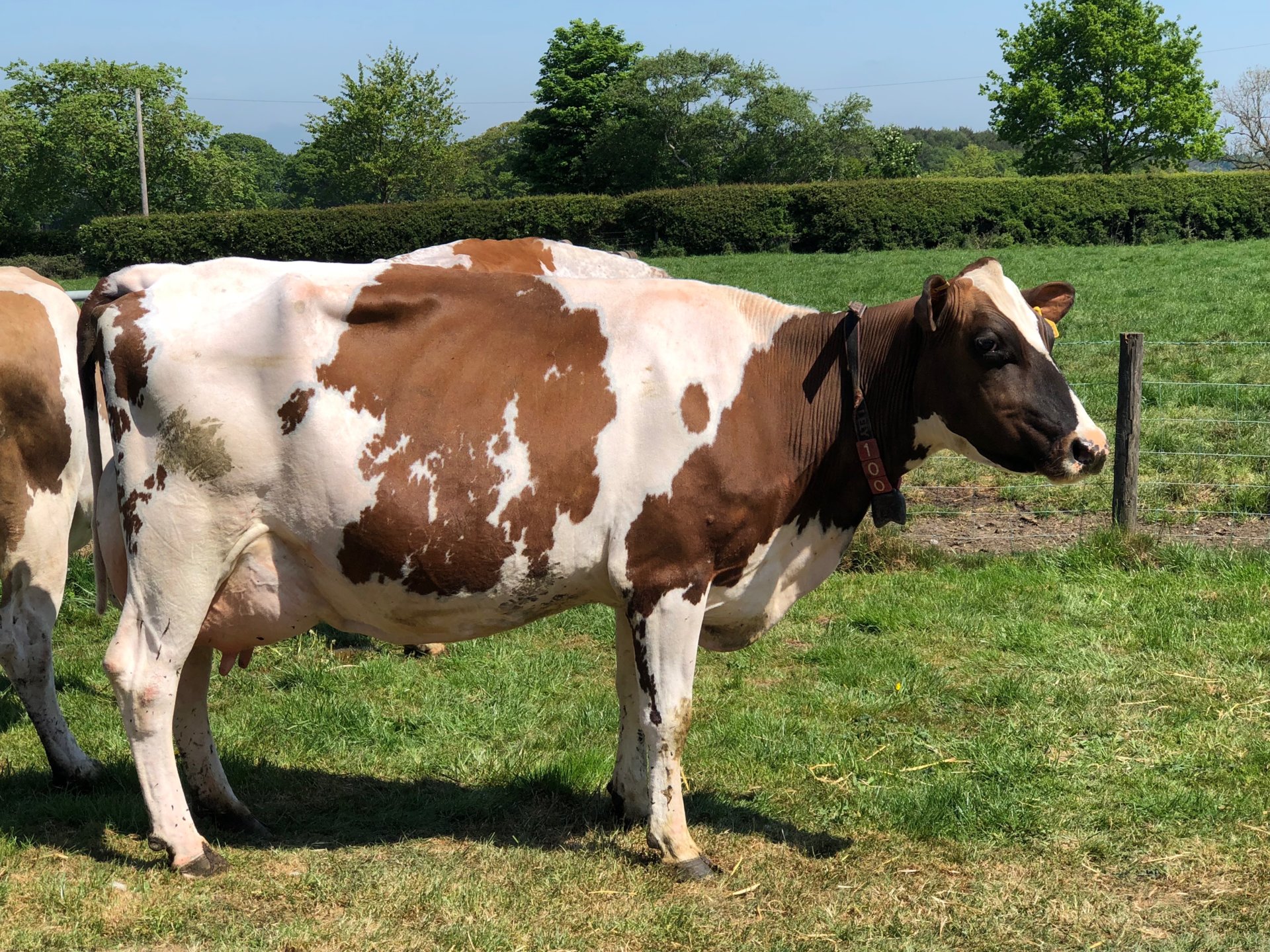 Ayrshire cattle Page 6 The Farming Forum