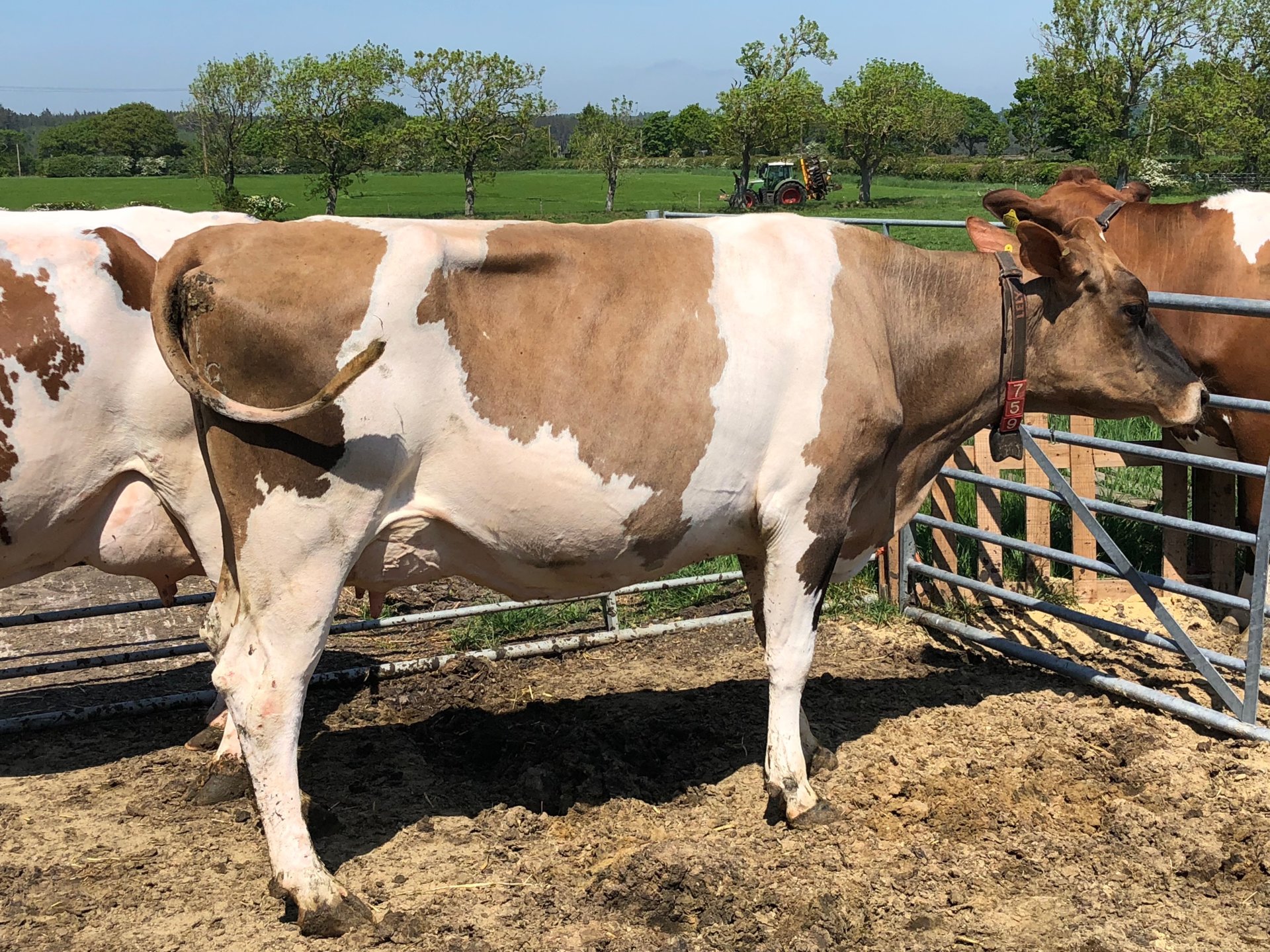 Ayrshire cattle Page 6 The Farming Forum