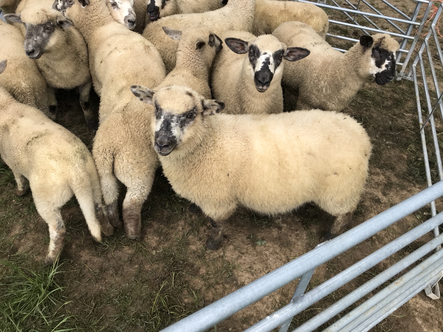 Hampshire x Easycare ewe lambs for sale The Farming Forum Hampshire x Easycare ewe lambs for sale The Farming Forum