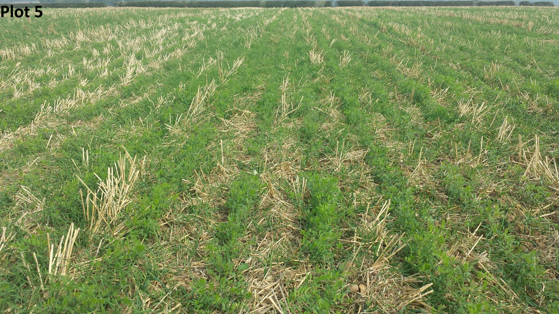 Vetch Rye Cover Crop Trials – Worcestershire | The Farming Forum