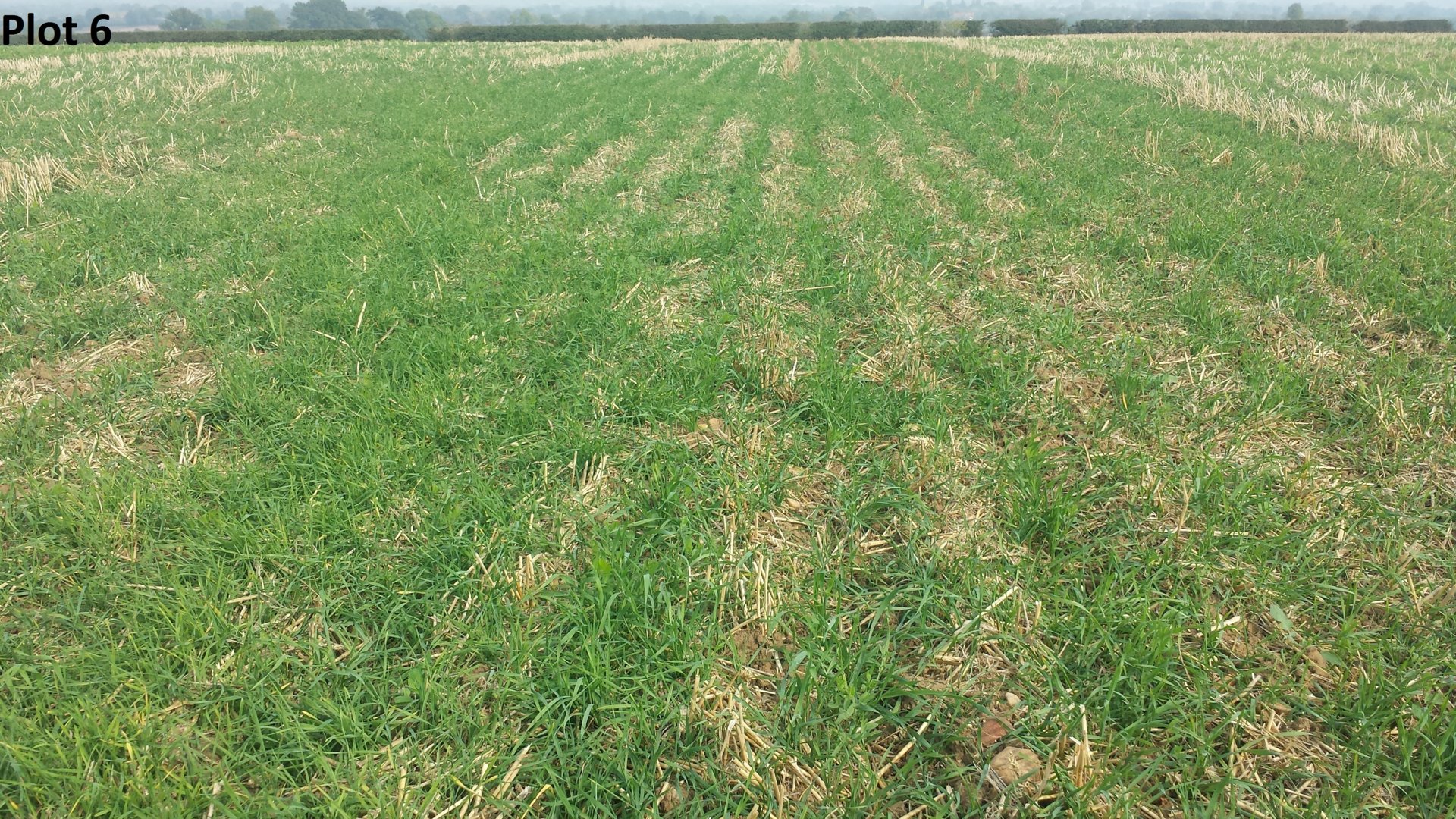 Vetch Rye Cover Crop Trials – Worcestershire | The Farming Forum