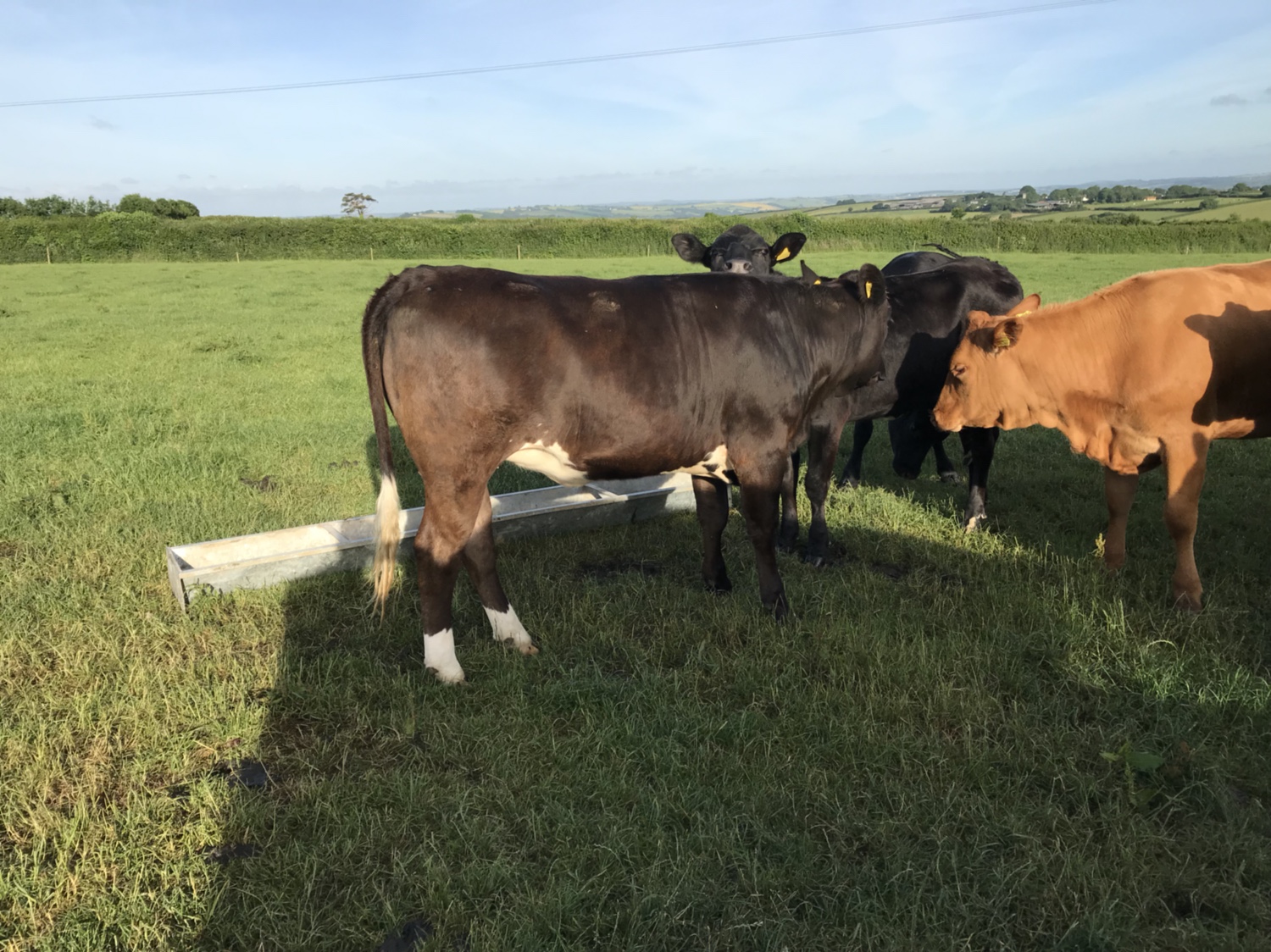 Feeding Cattle at Grass The Farming Forum