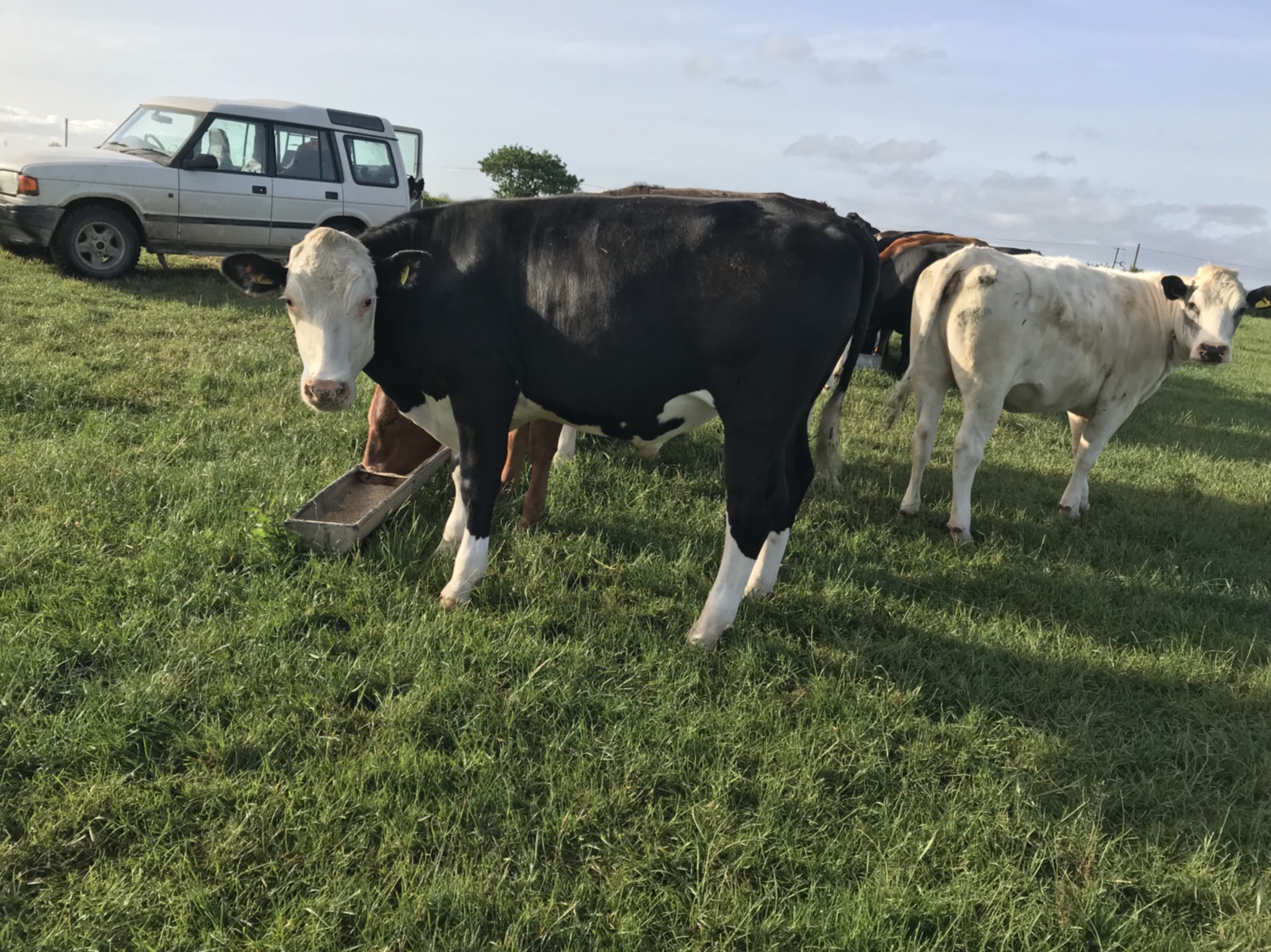 Feeding Cattle at Grass The Farming Forum