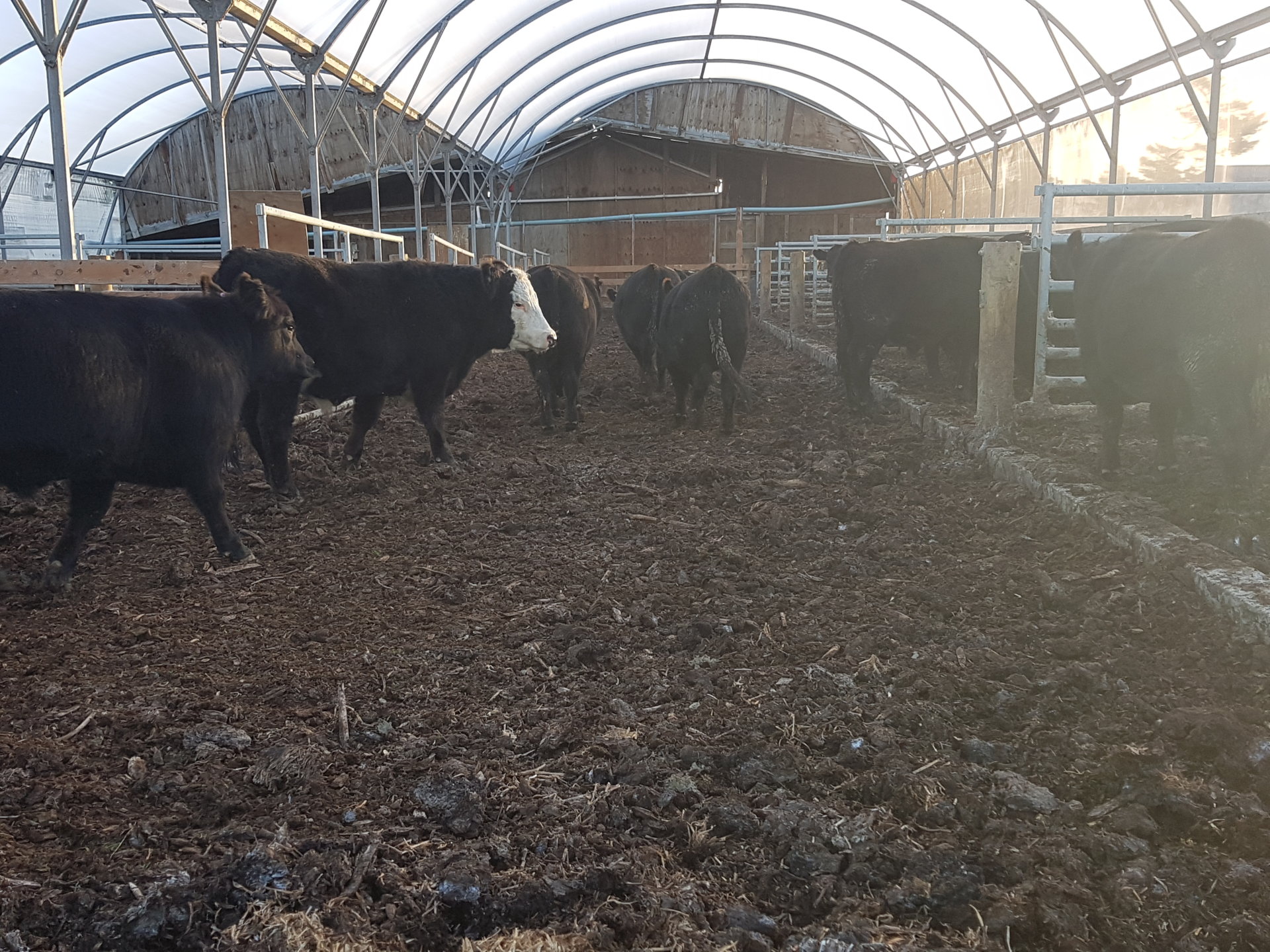 Compost pack Bedded barns | Page 2 | The Farming Forum