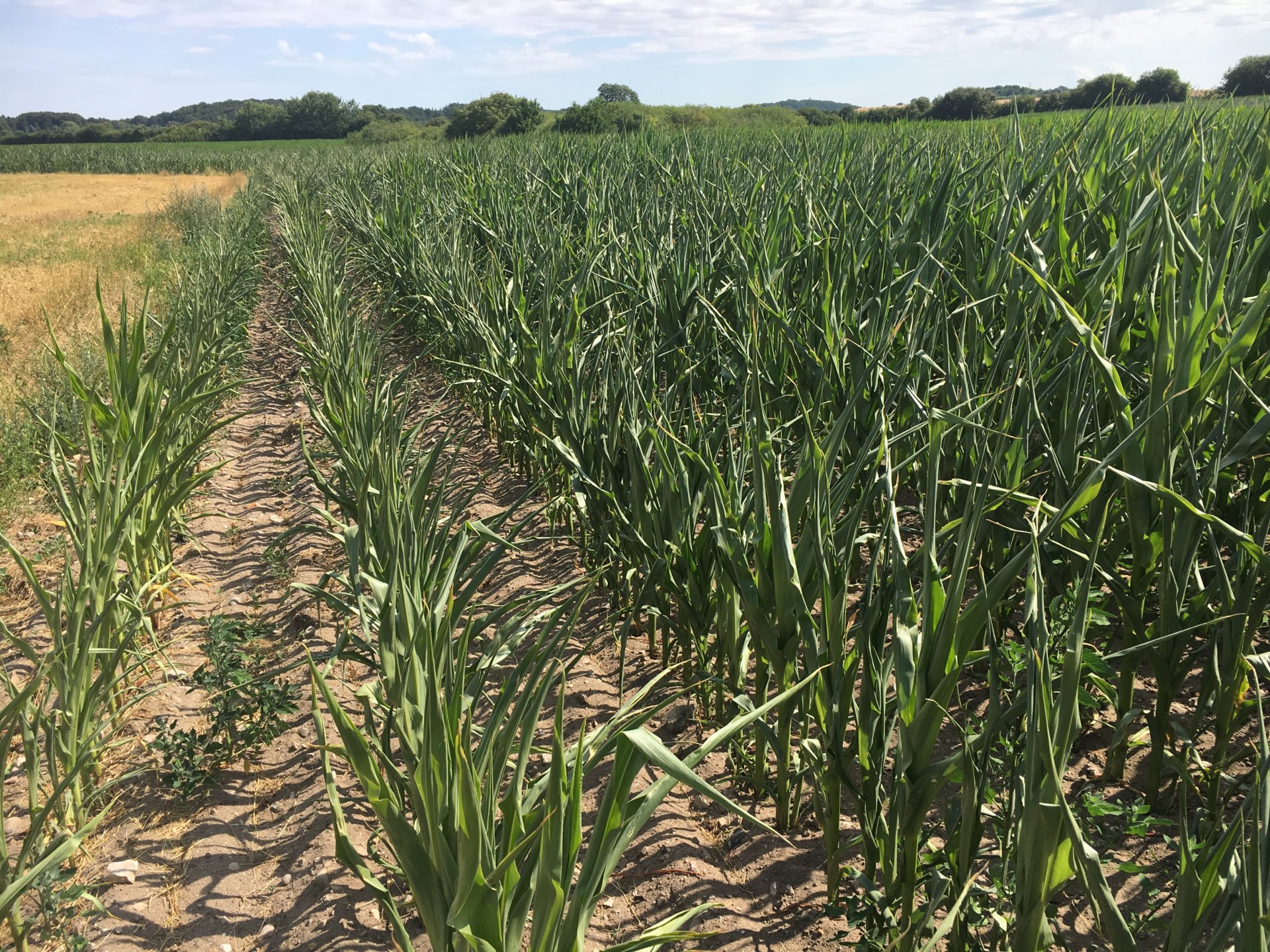 not for resale maize