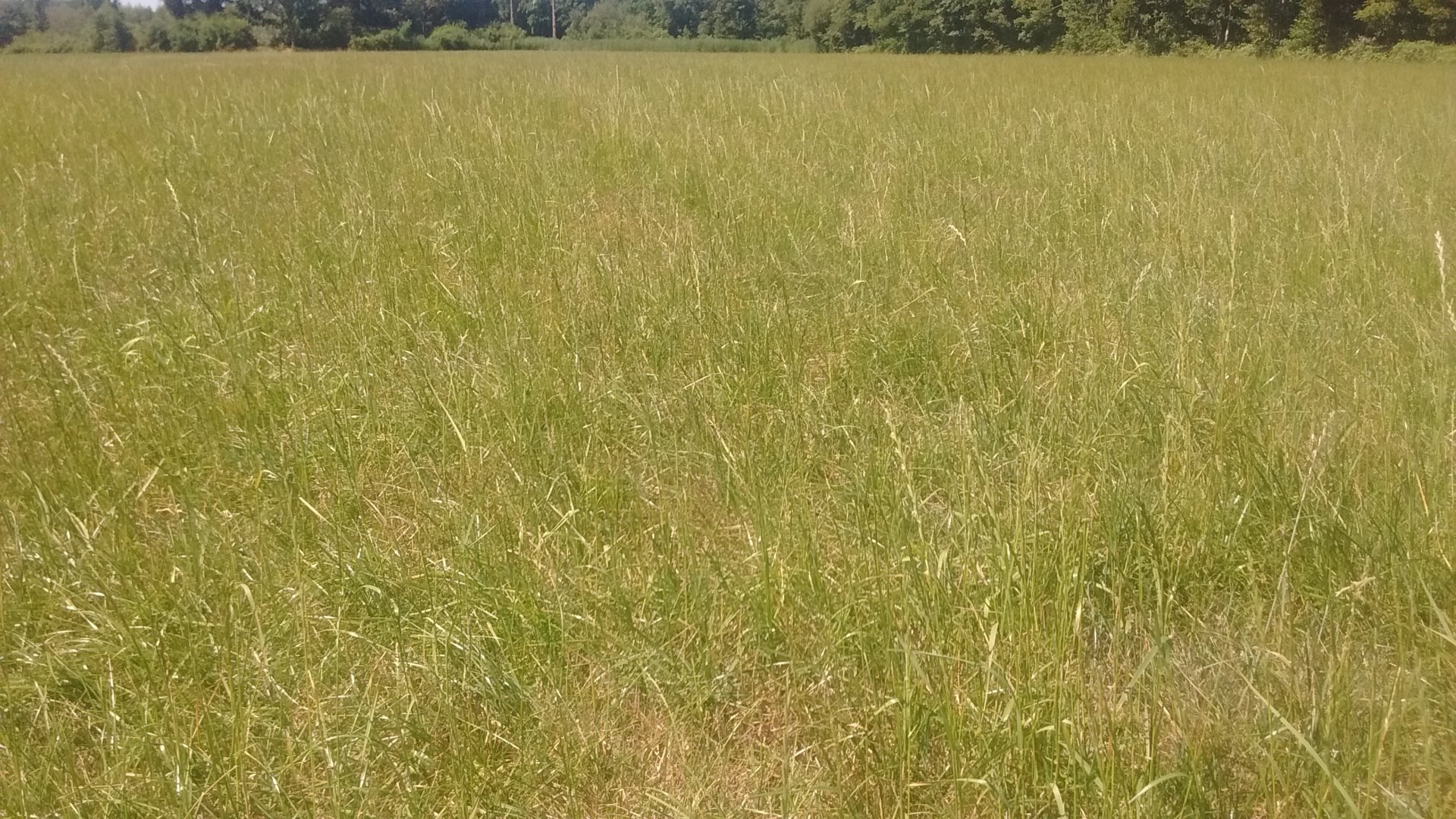 What to do with drought in grass The Farming Forum