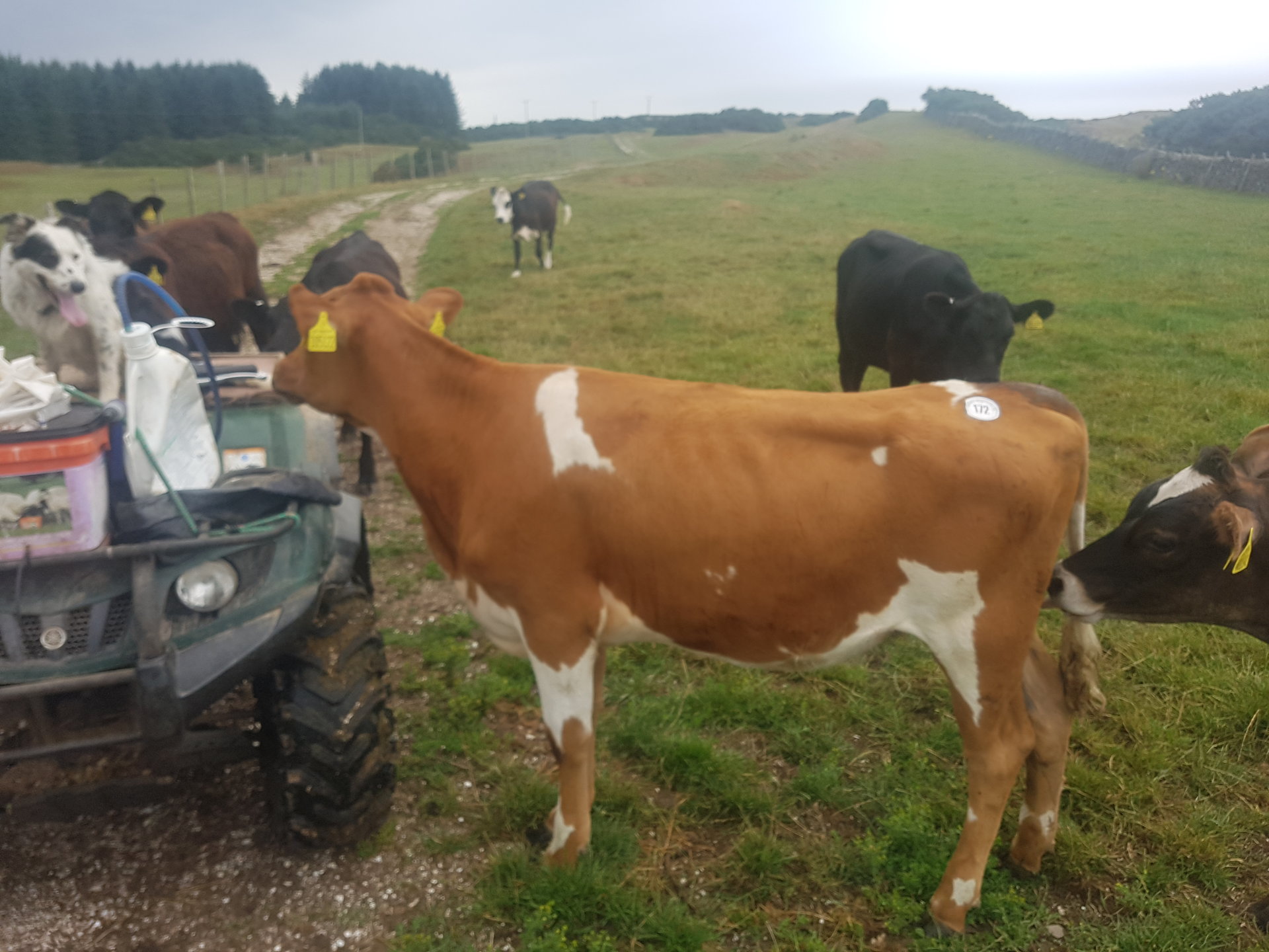 Ayrshire cattle Page 9 The Farming Forum