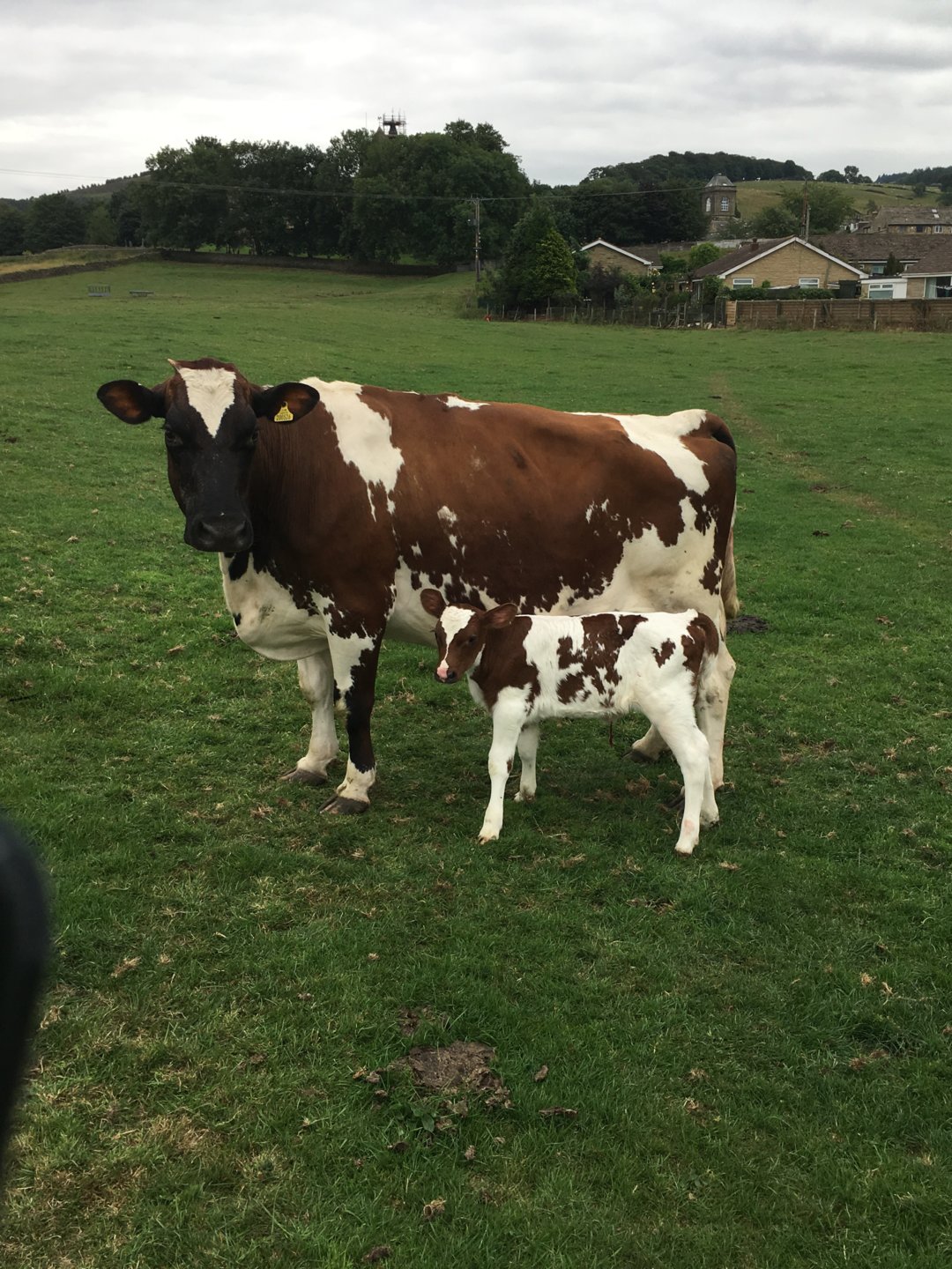 Ayrshire cattle Page 10 The Farming Forum