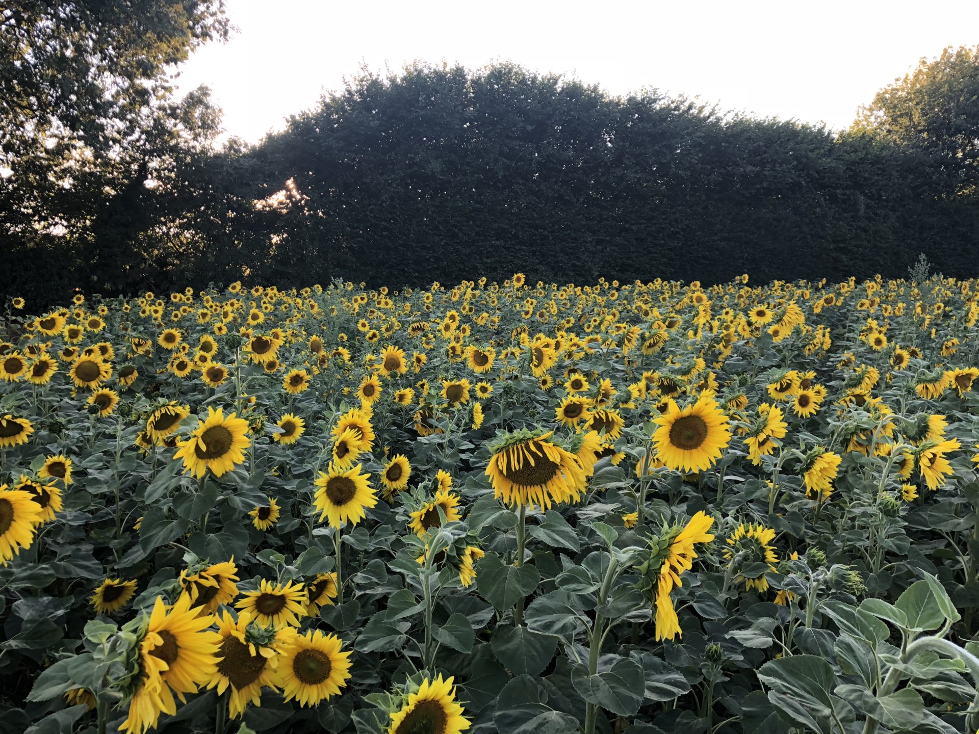 Growing sunflowers in the uk The Farming Forum