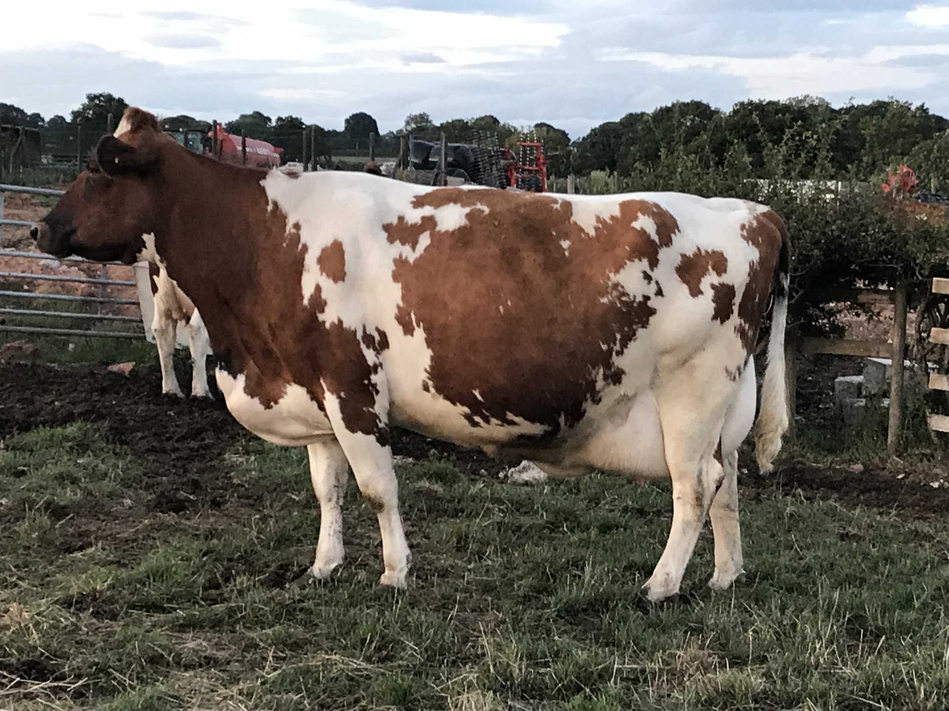 Ayrshire cattle Page 11 The Farming Forum