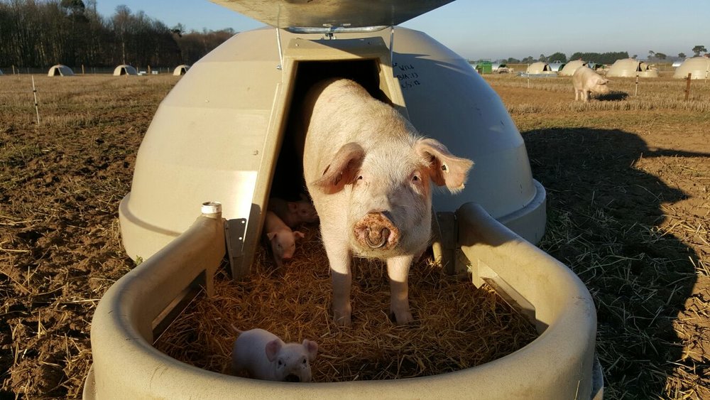 Best place to buy pig ark? | The Farming Forum