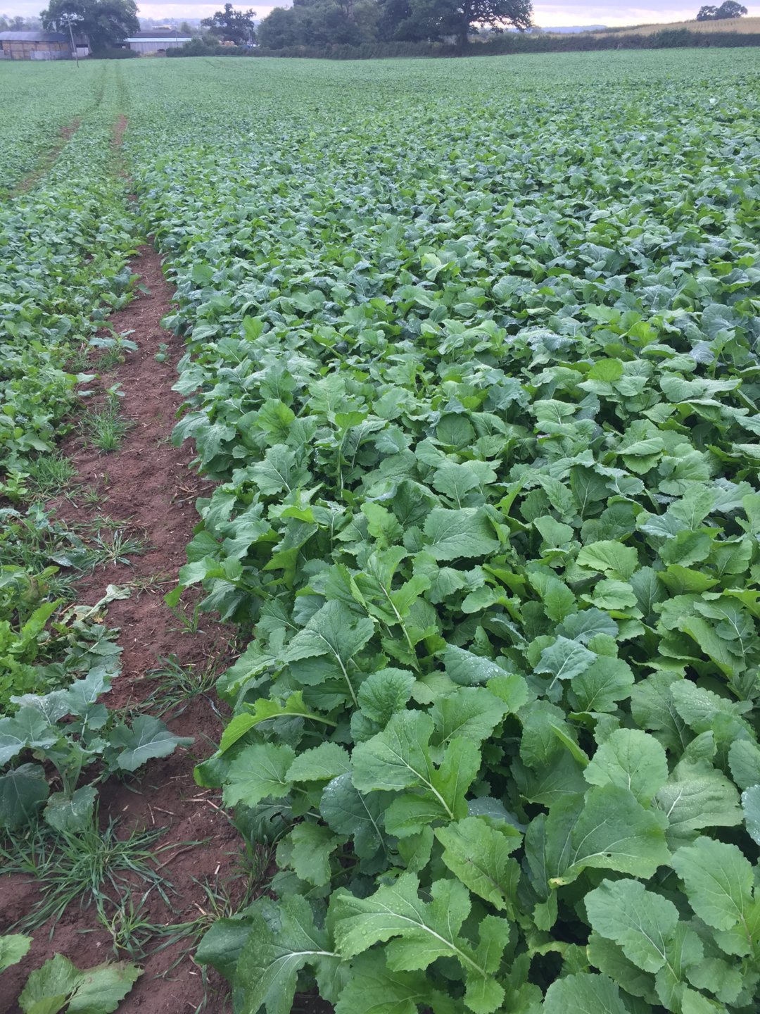 Traditional mixed Farming Page 19 The Farming Forum