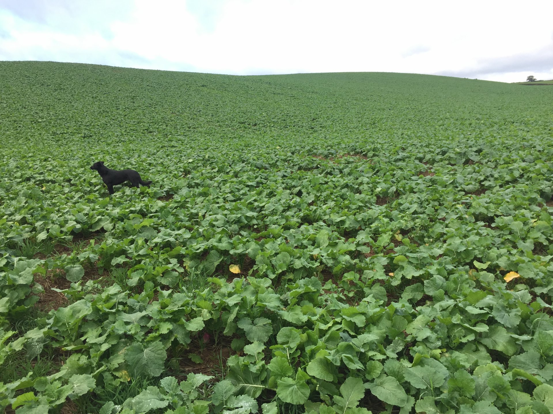 Traditional mixed Farming Page 19 The Farming Forum