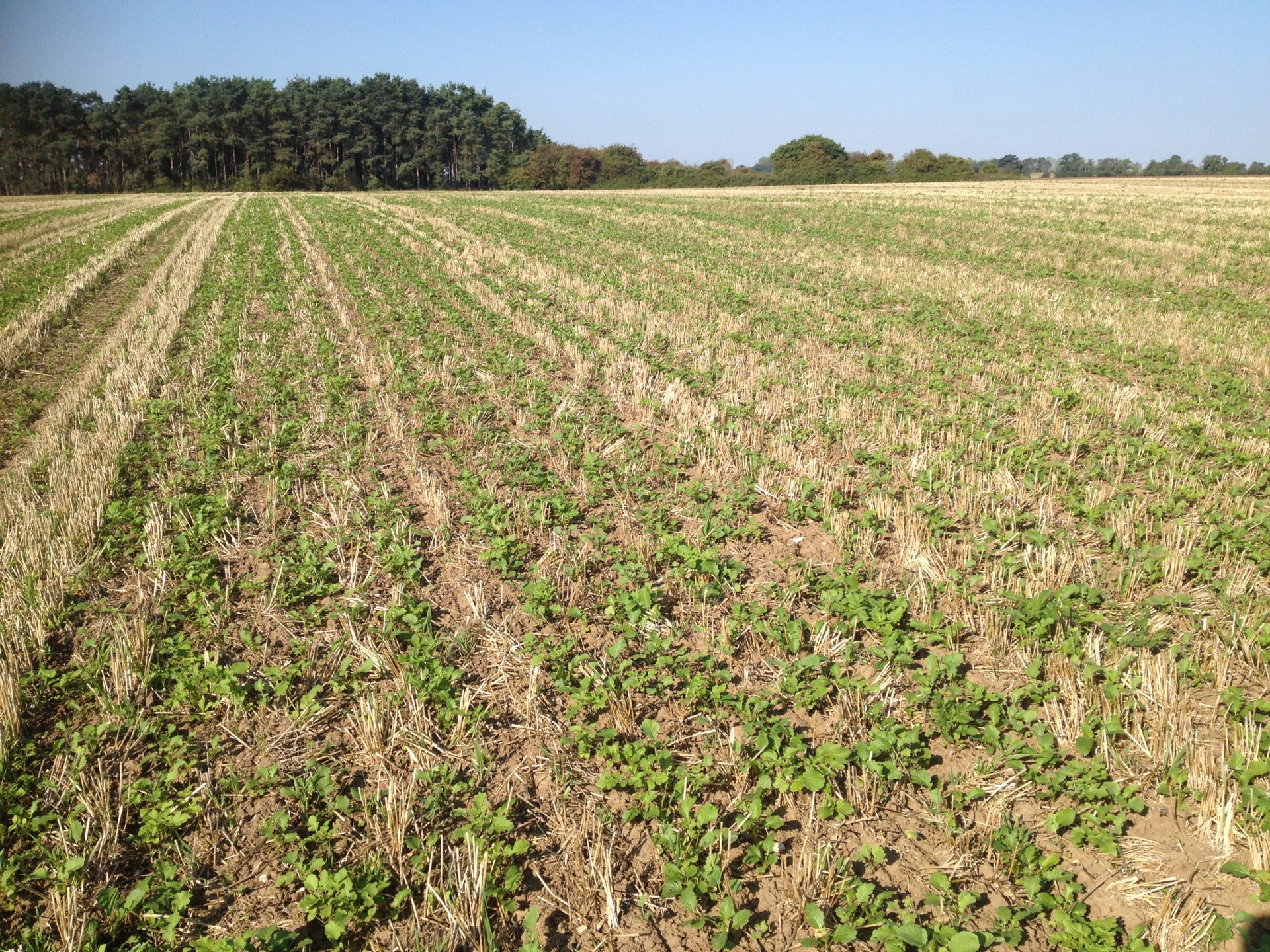 Catch crops 2018 Page 2 The Farming Forum