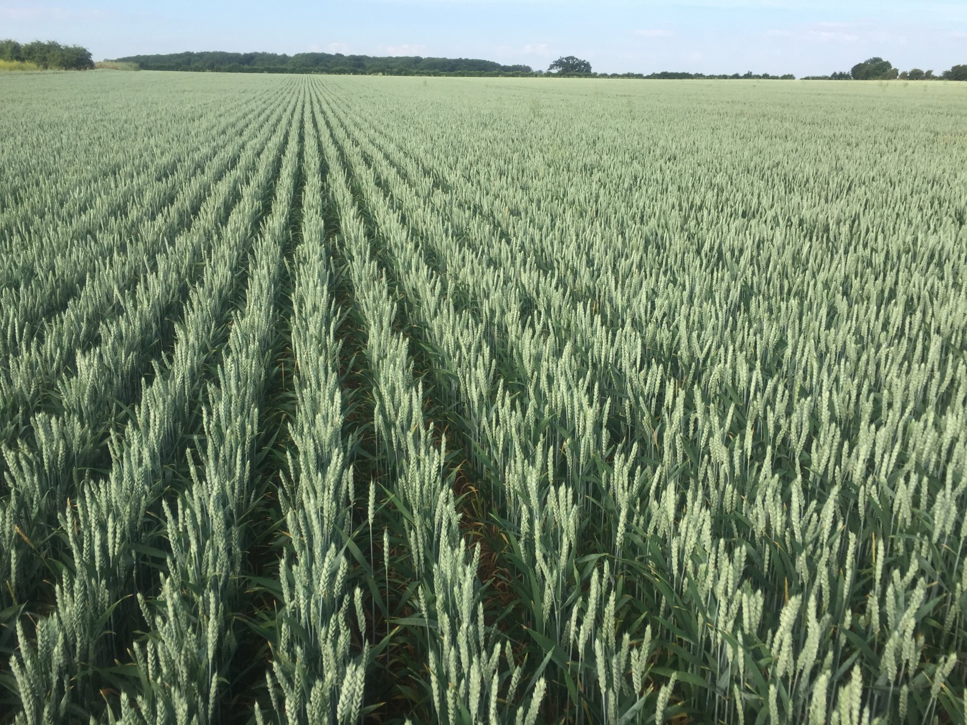 Best way to grow spring wheat The Farming Forum