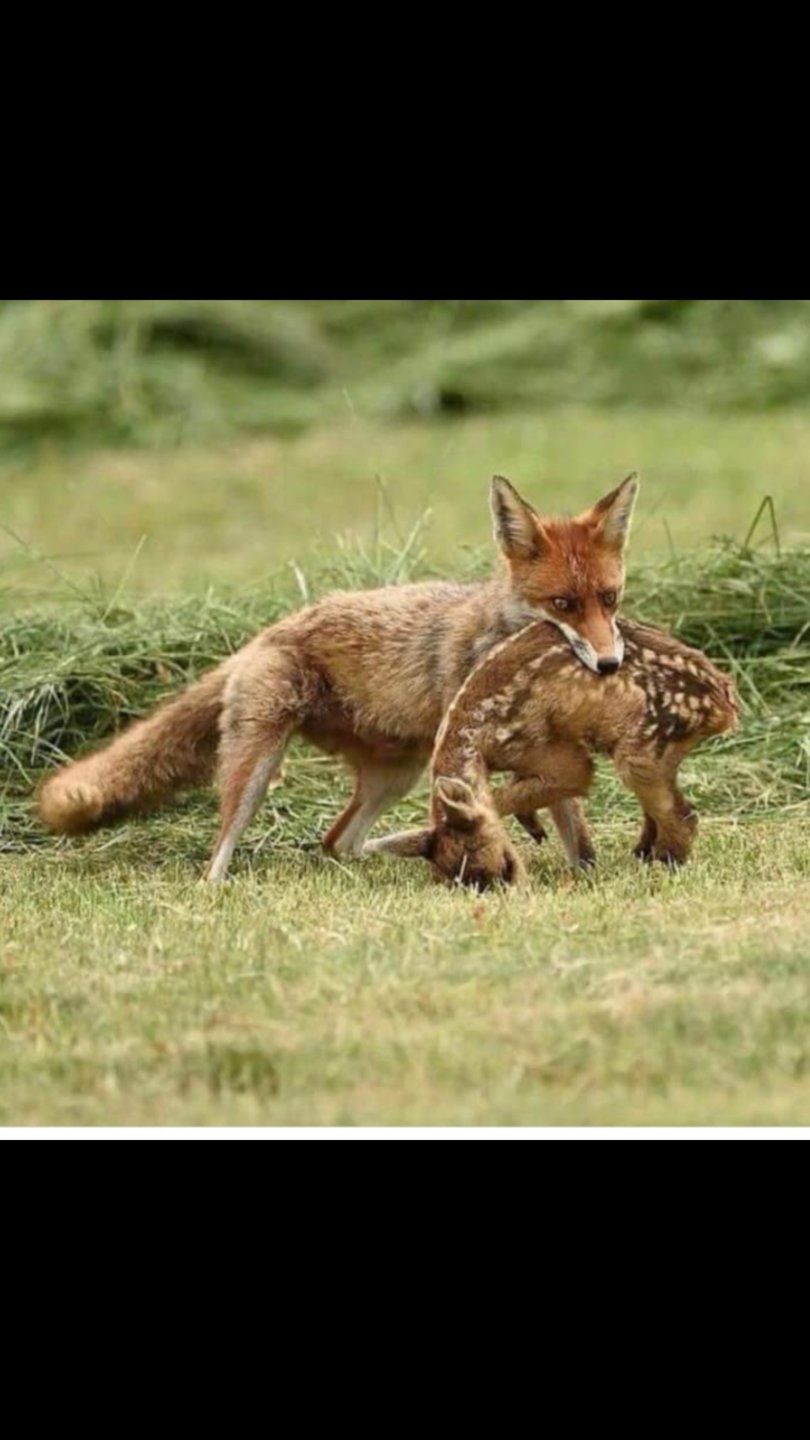 Foxes kill cats... Page 3 The Farming Forum