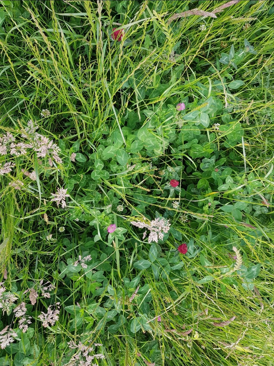benefits of paddock grazing at rose briggs blog Images... "Improving Our Lot" - Planned Holistic Grazing, for starters.. | Page ...