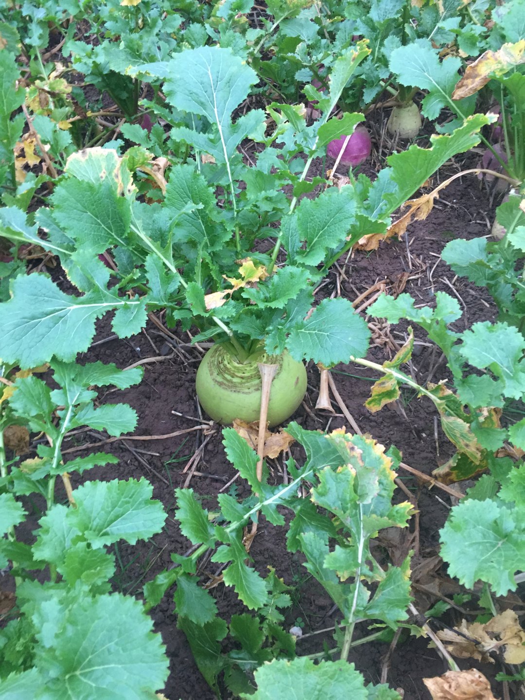 Stubble turnips The Farming Forum