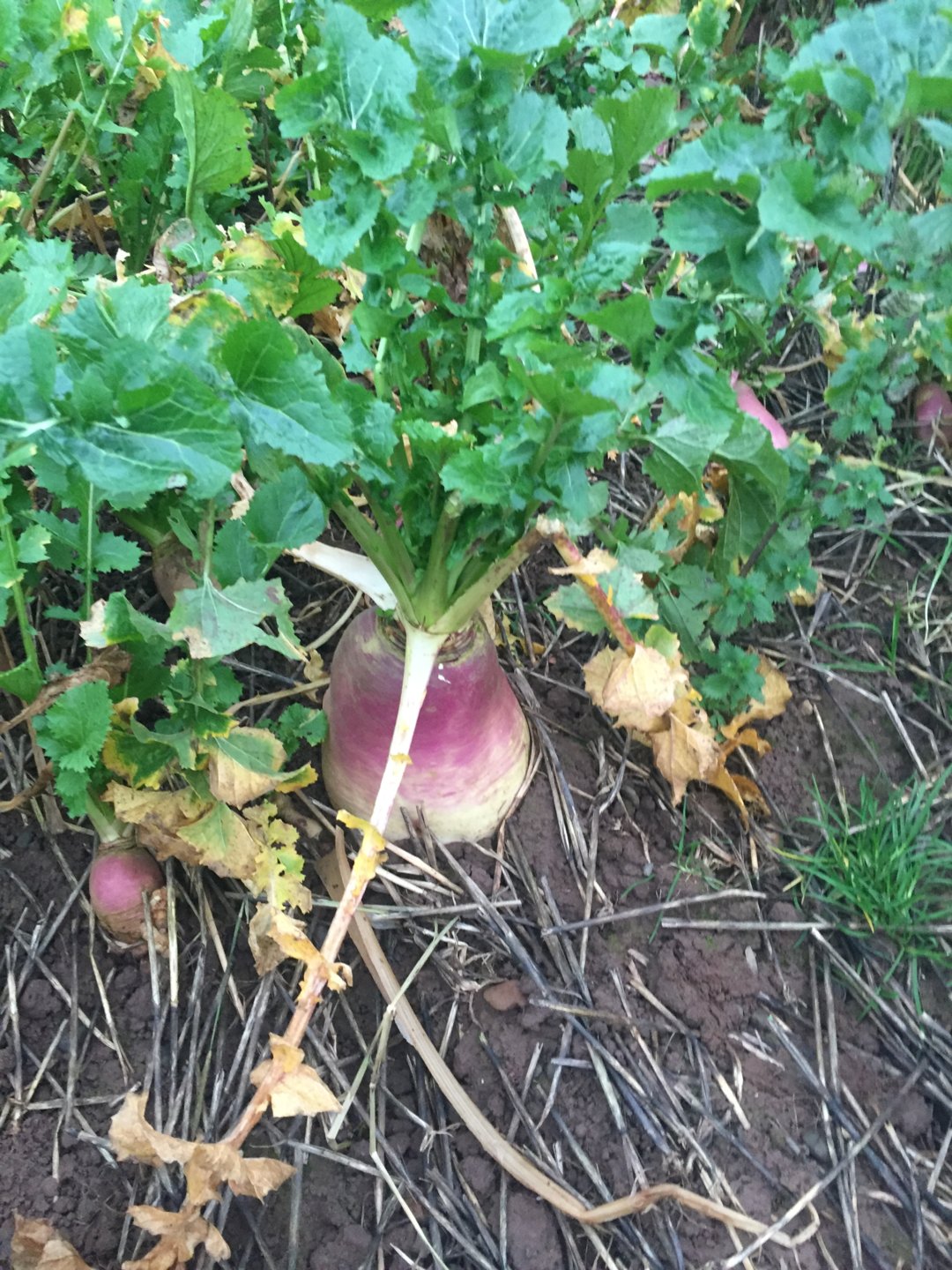 Stubble turnips The Farming Forum