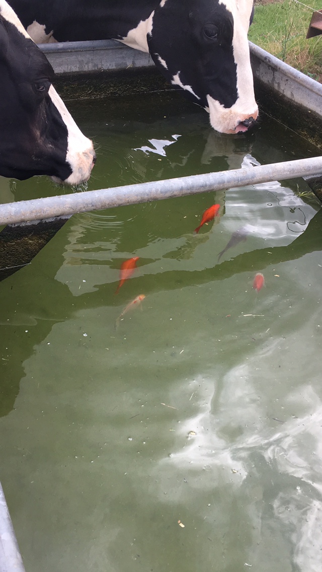 Goldfish in cattle drinkers The Farming Forum