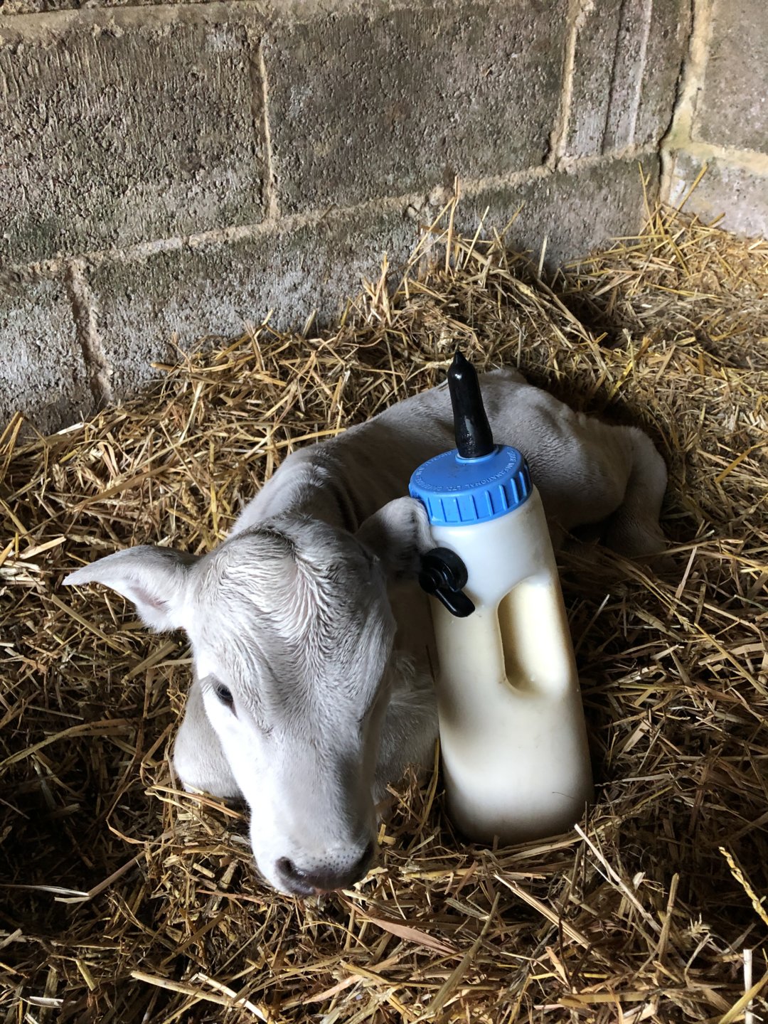 Stress On Cattle Tb Testing The Farming Forum stress-on-cattle-tb-testing-the-farming-forum