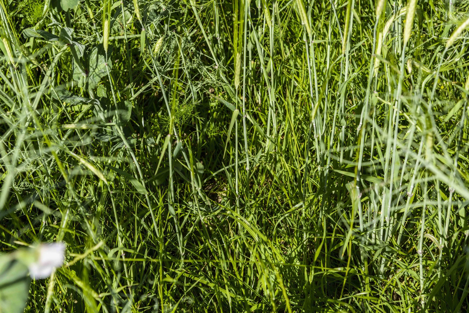 Whole crop peas and barley Page 2 The Farming Forum