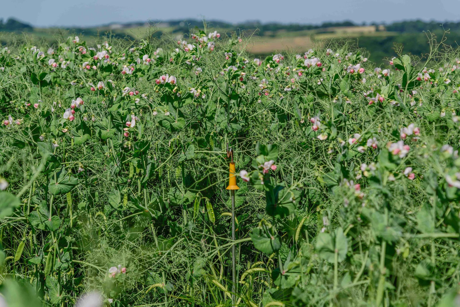 Whole crop peas and barley Page 2 The Farming Forum