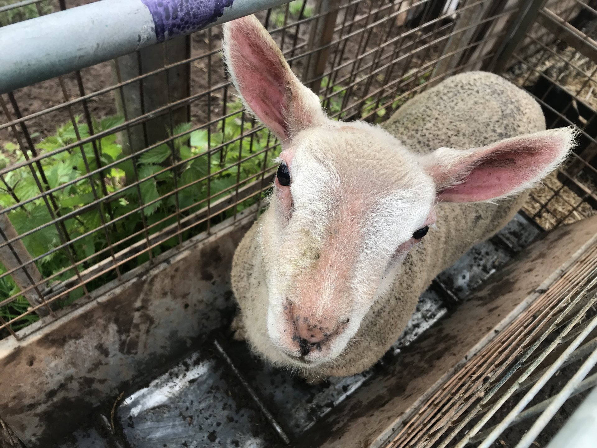 Lamb growth rate The Farming Forum