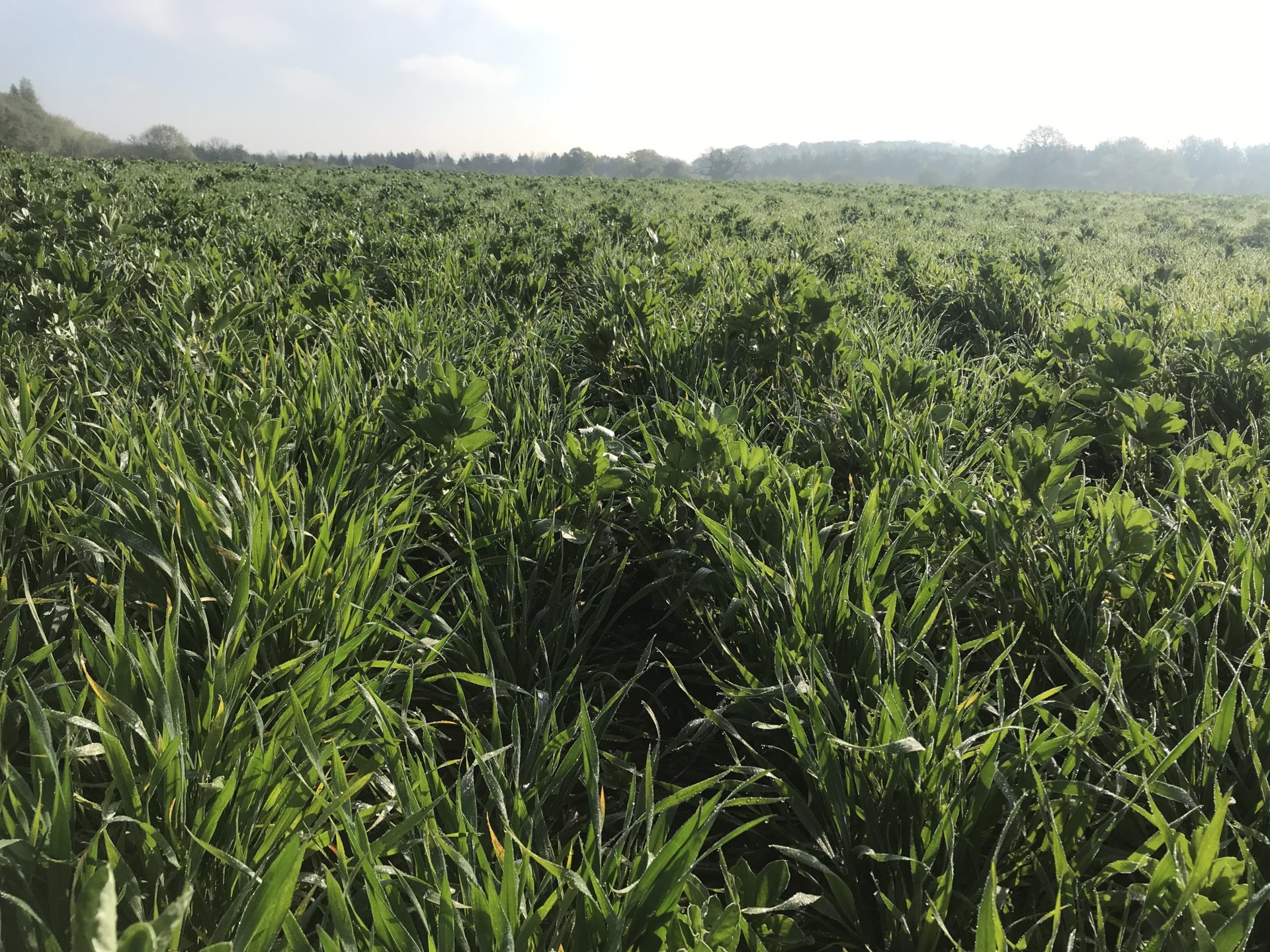 Companion cropping wheat and beans The Farming Forum