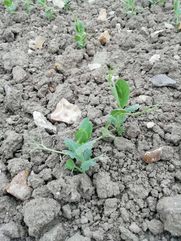 Pea and Bean Weevil 2019 The Farming Forum