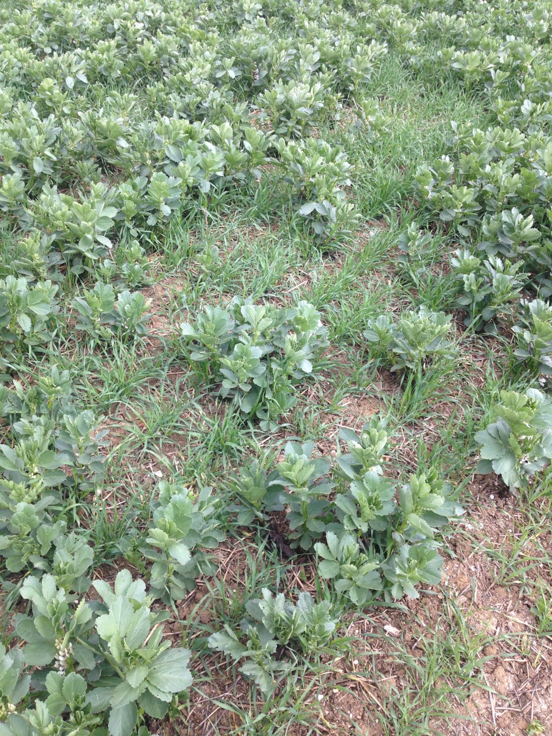 Companion cropping wheat and beans The Farming Forum