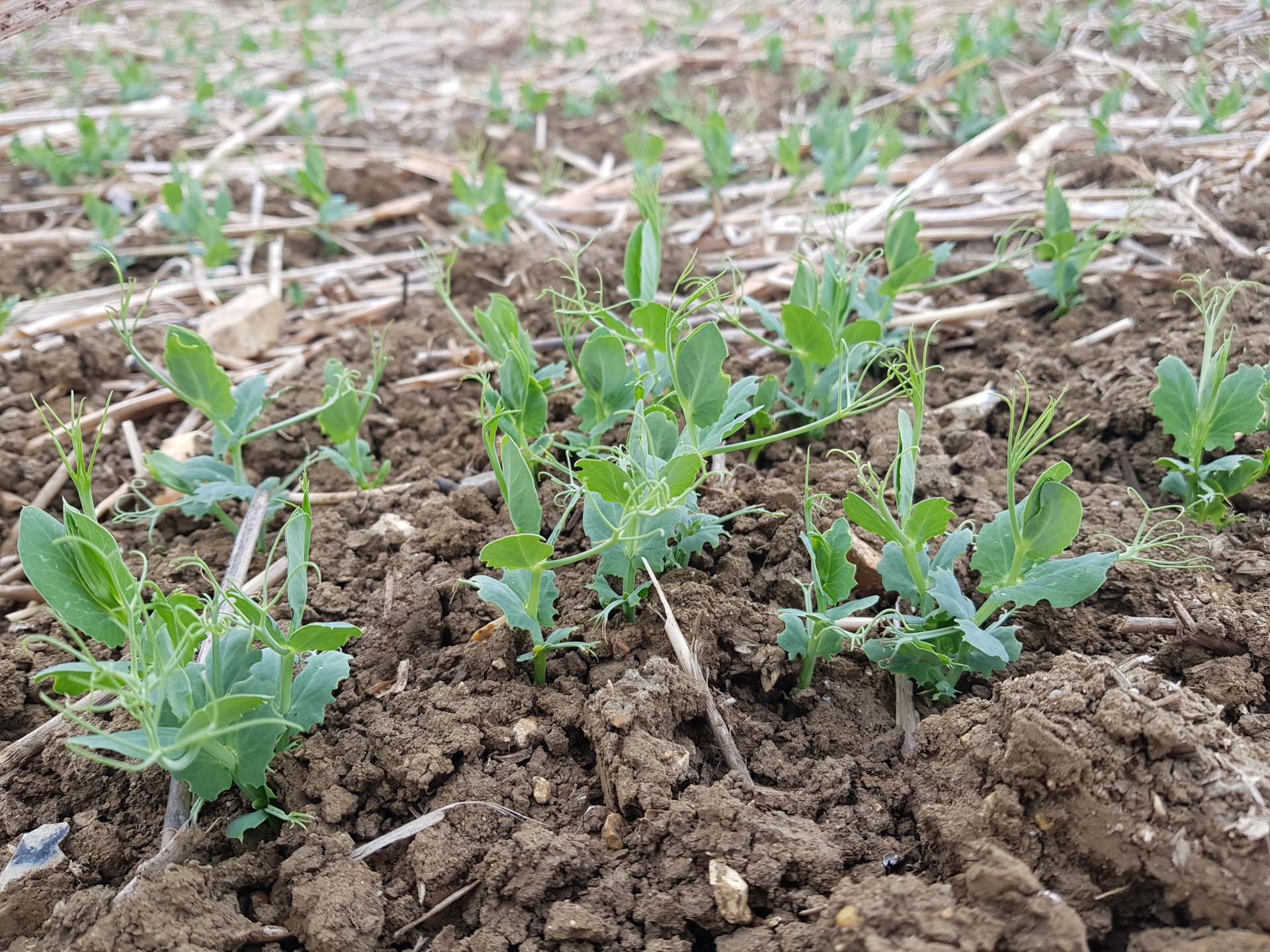 Pea and Bean Weevil 2019 Page 2 The Farming Forum