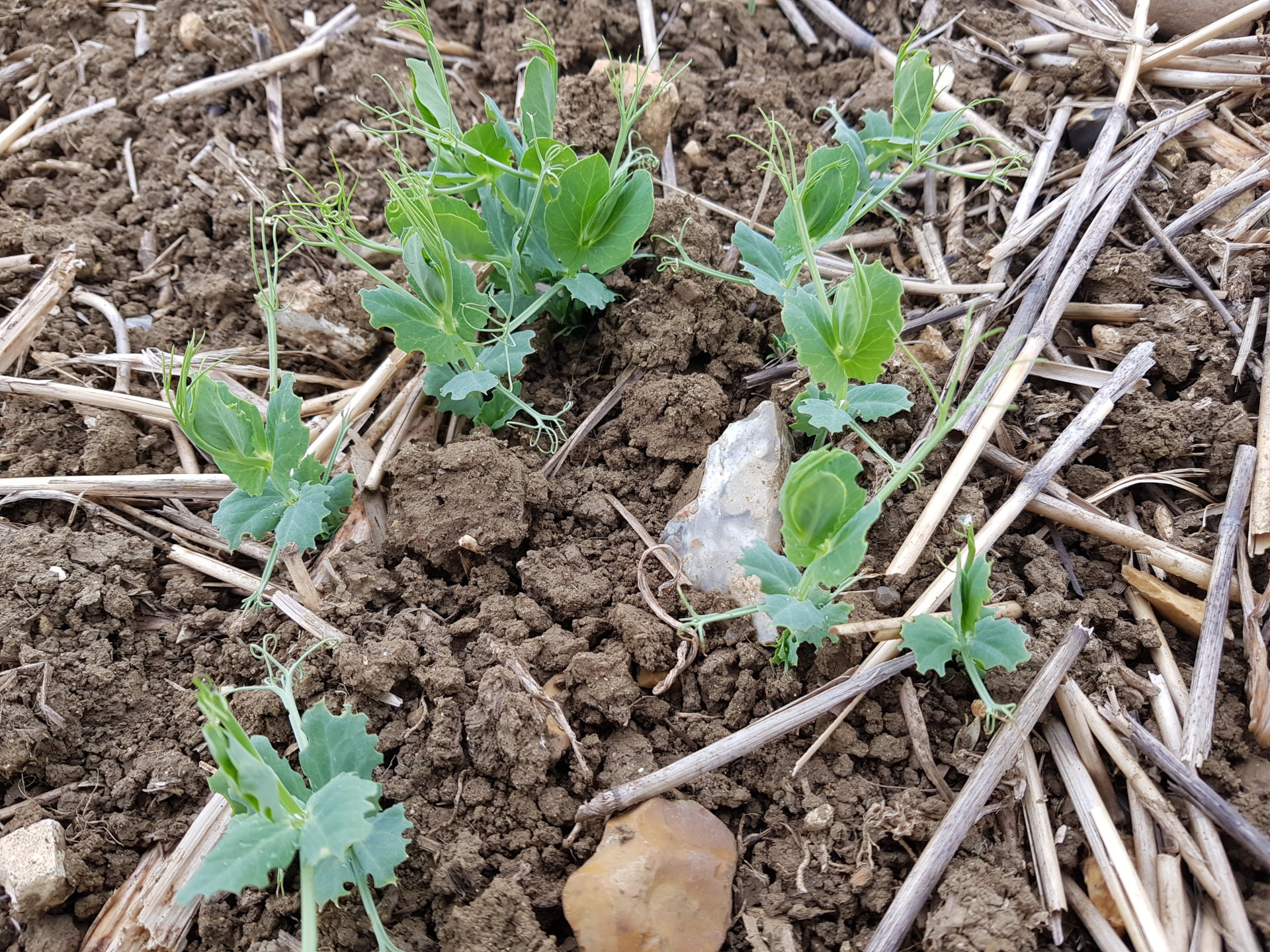 Pea and Bean Weevil 2019 Page 2 The Farming Forum