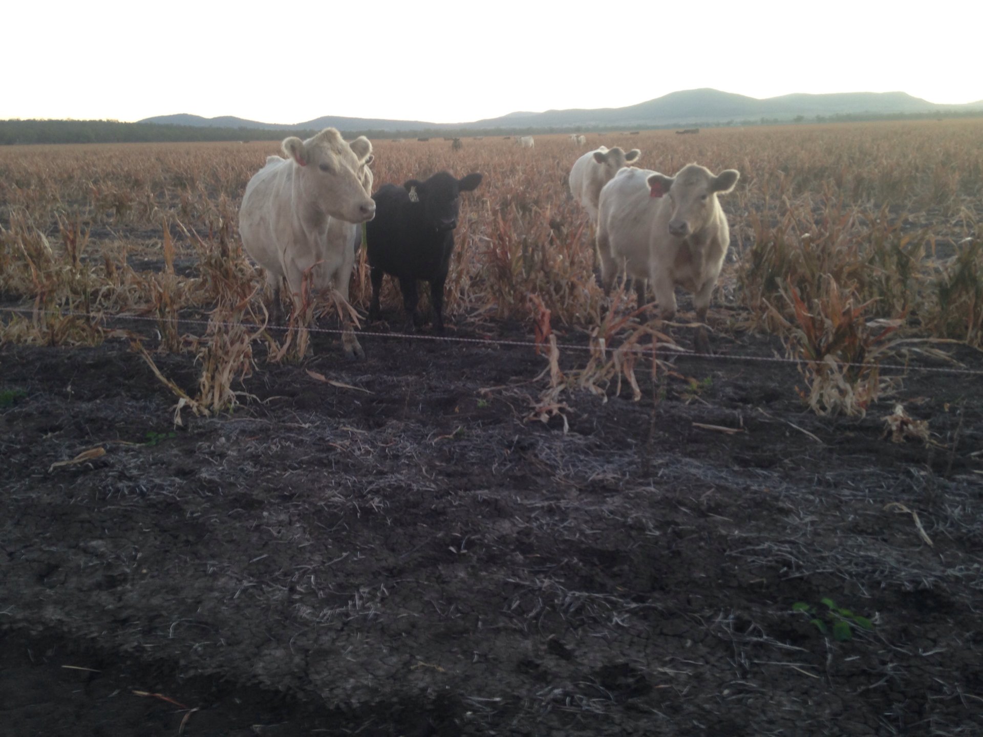 Training cattle to electric fence The Farming Forum