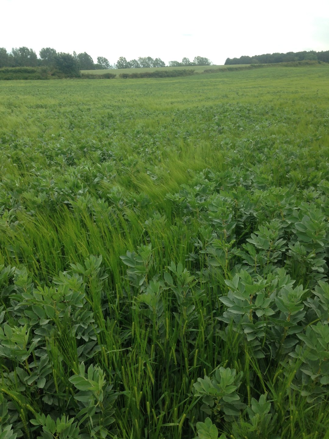 Companion cropping wheat and beans The Farming Forum