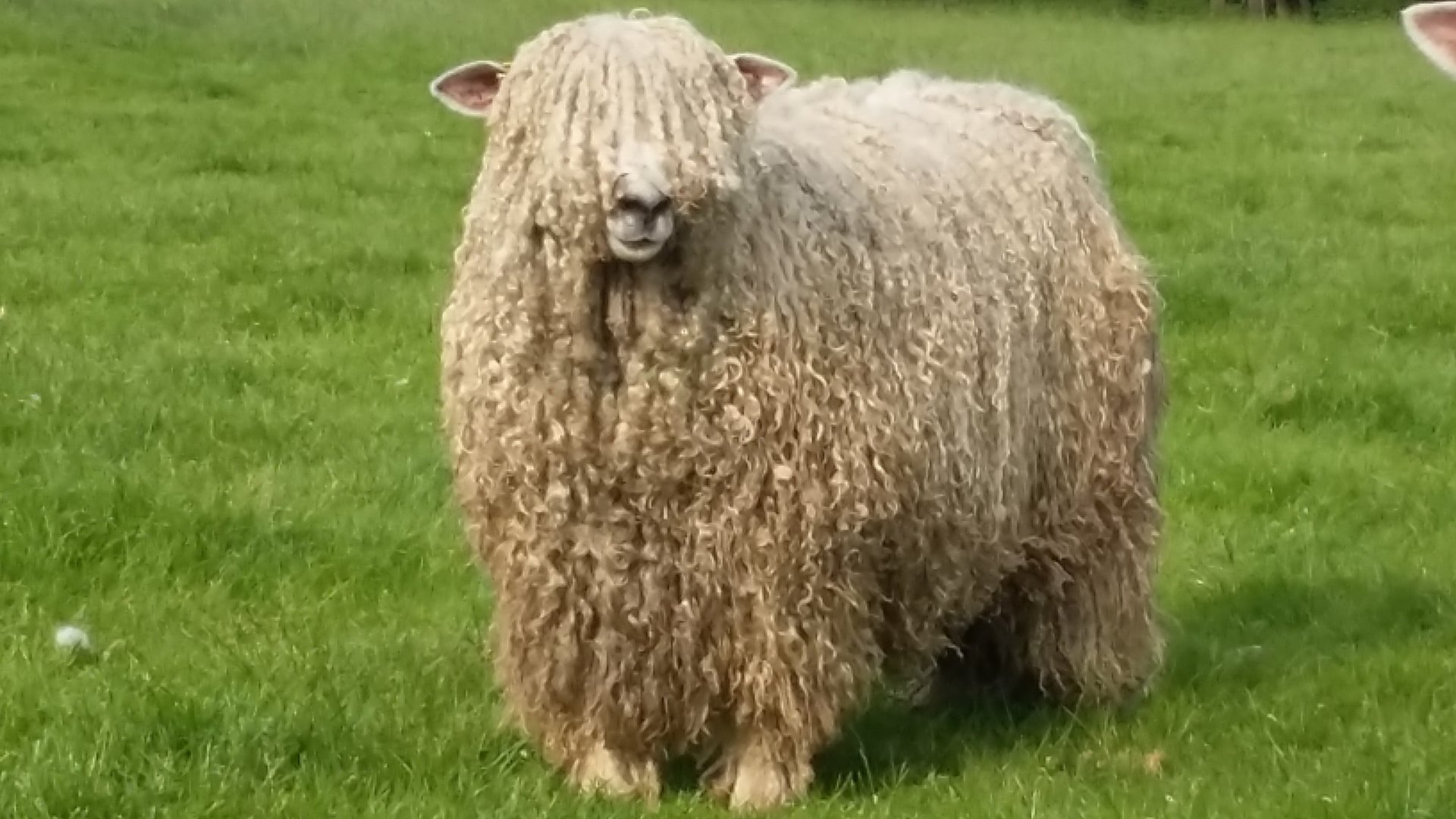 Sheep wool Page 3 The Farming Forum