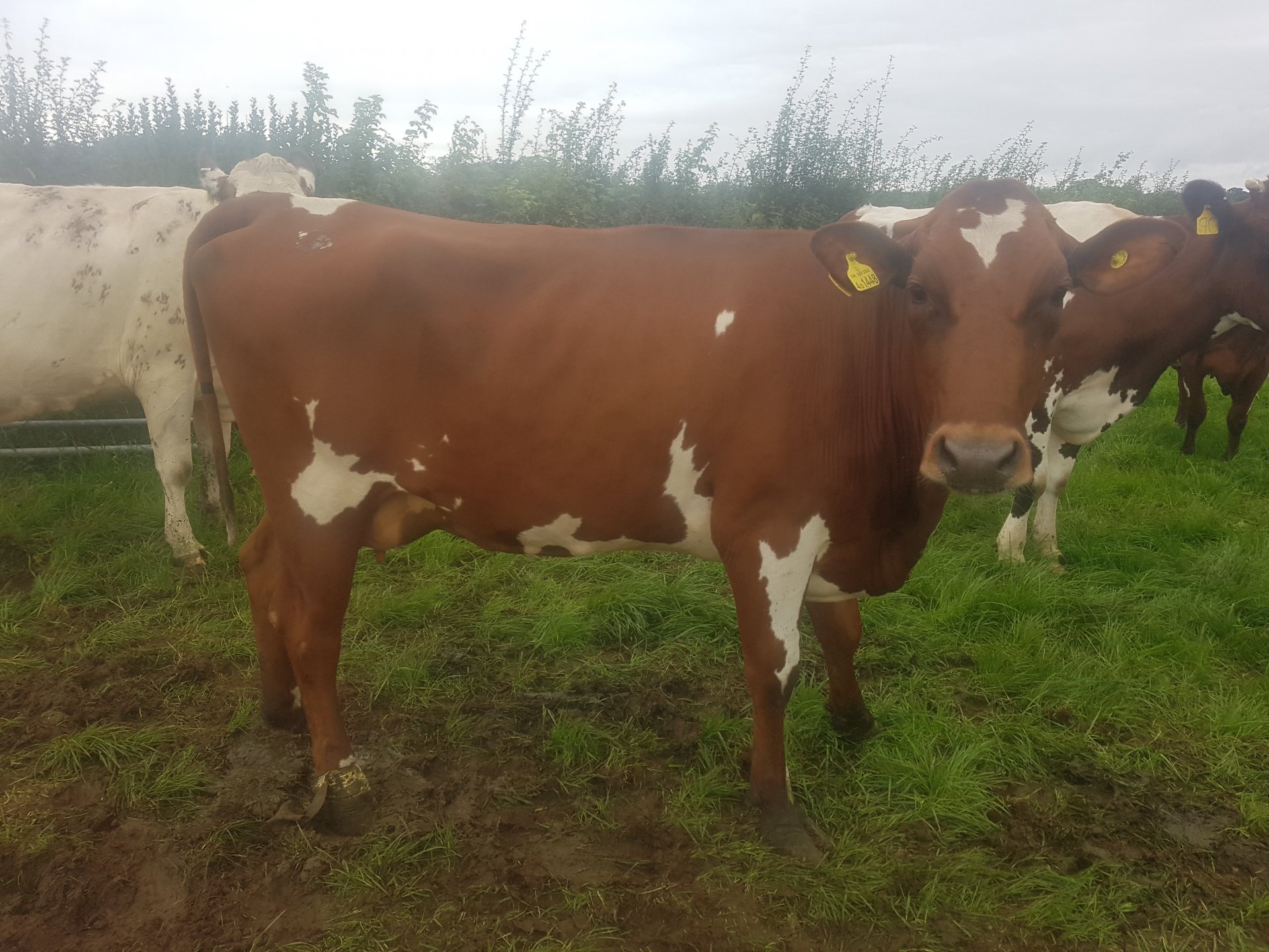 Ayrshire cattle Page 17 The Farming Forum