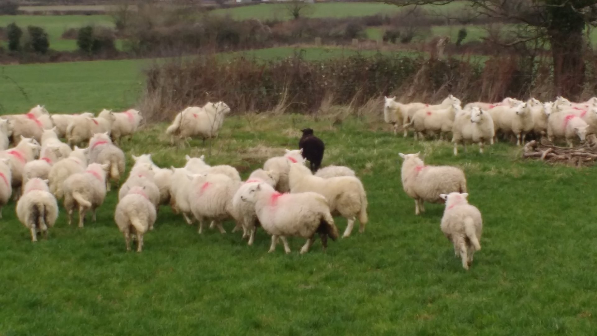 Hill sheep breeds Page 2 The Farming Forum