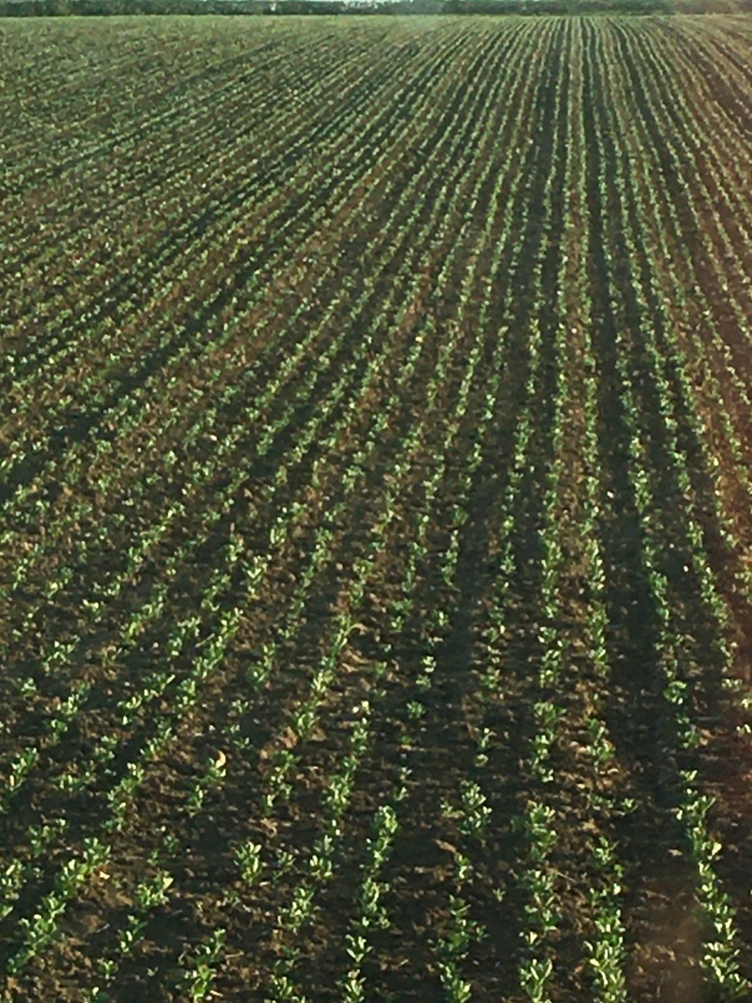 Pea and bean weevil Page 2 The Farming Forum