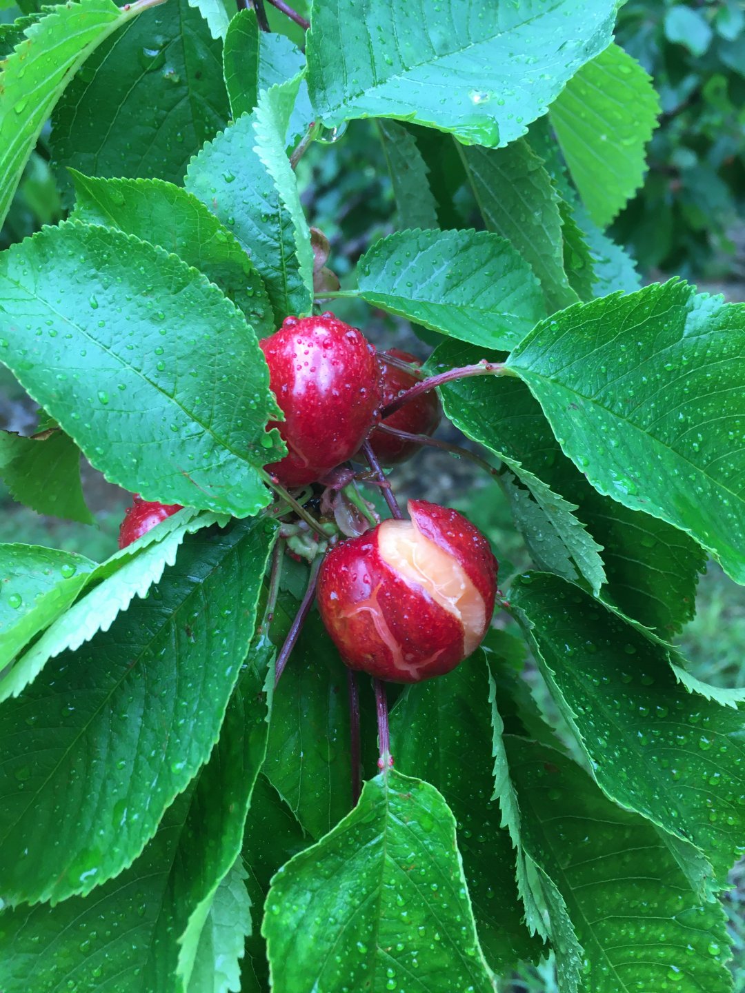 Any soft fruit growers out there? Page 2 The Farming Forum