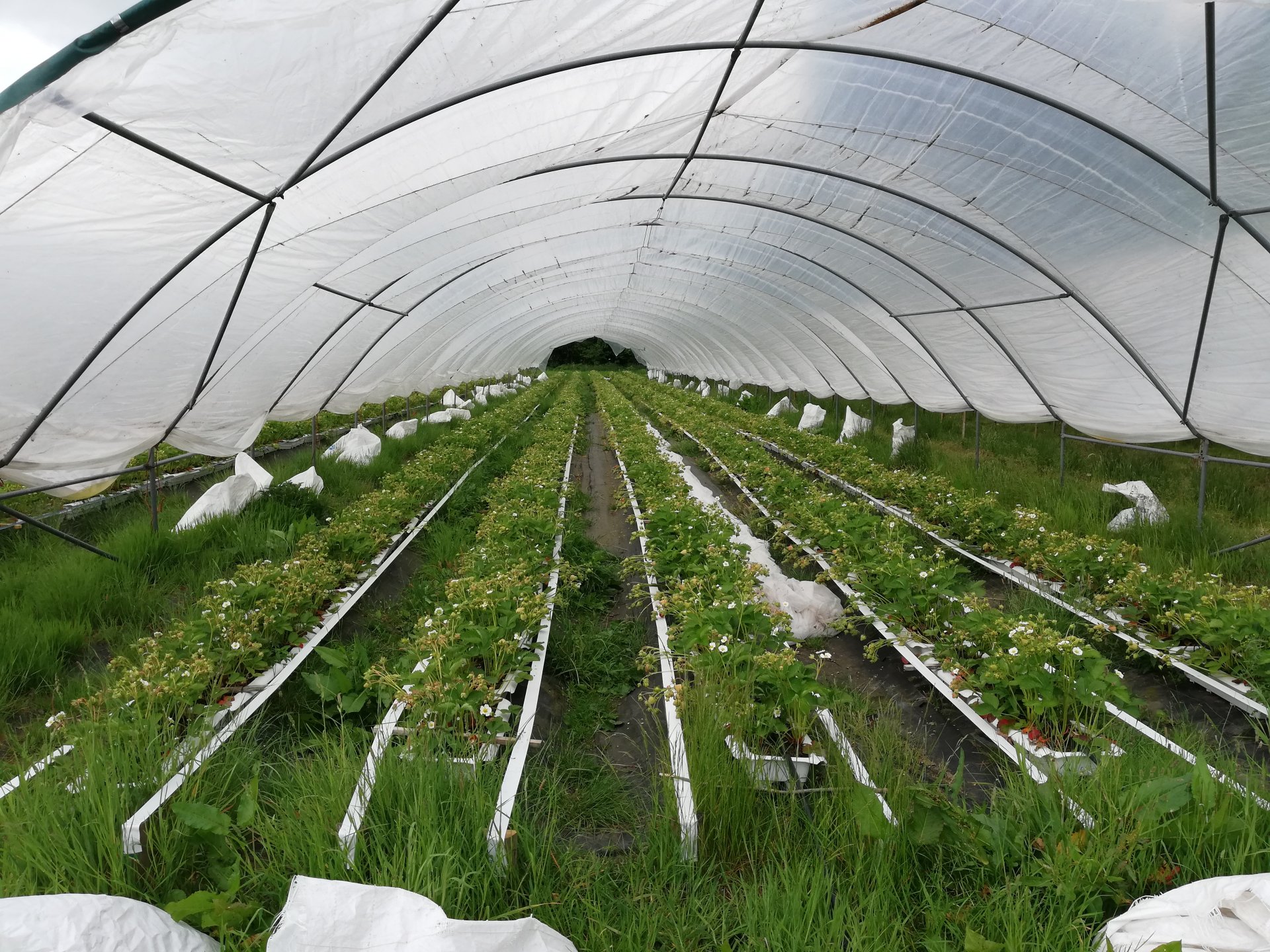 Any soft fruit growers out there? Page 4 The Farming Forum