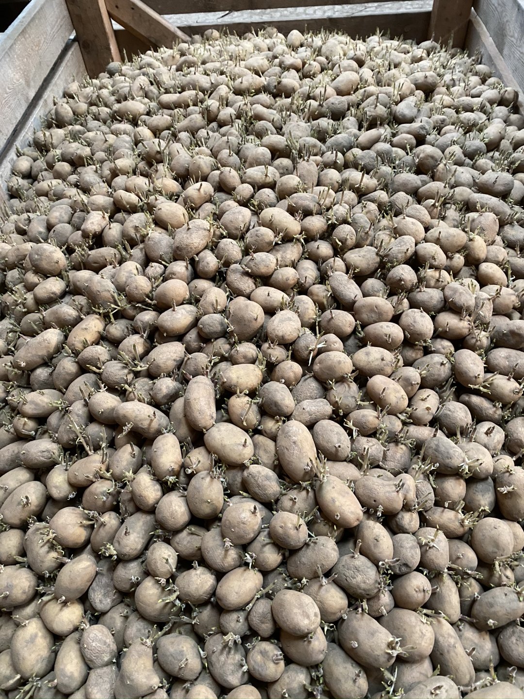 Potato emergence. Page 2 The Farming Forum