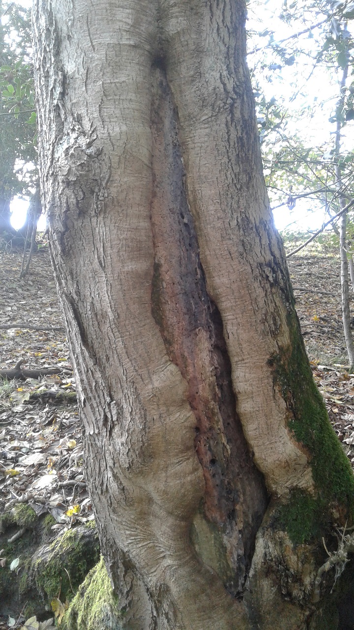 Ash Tree Die Back . Page 3 The Farming Forum