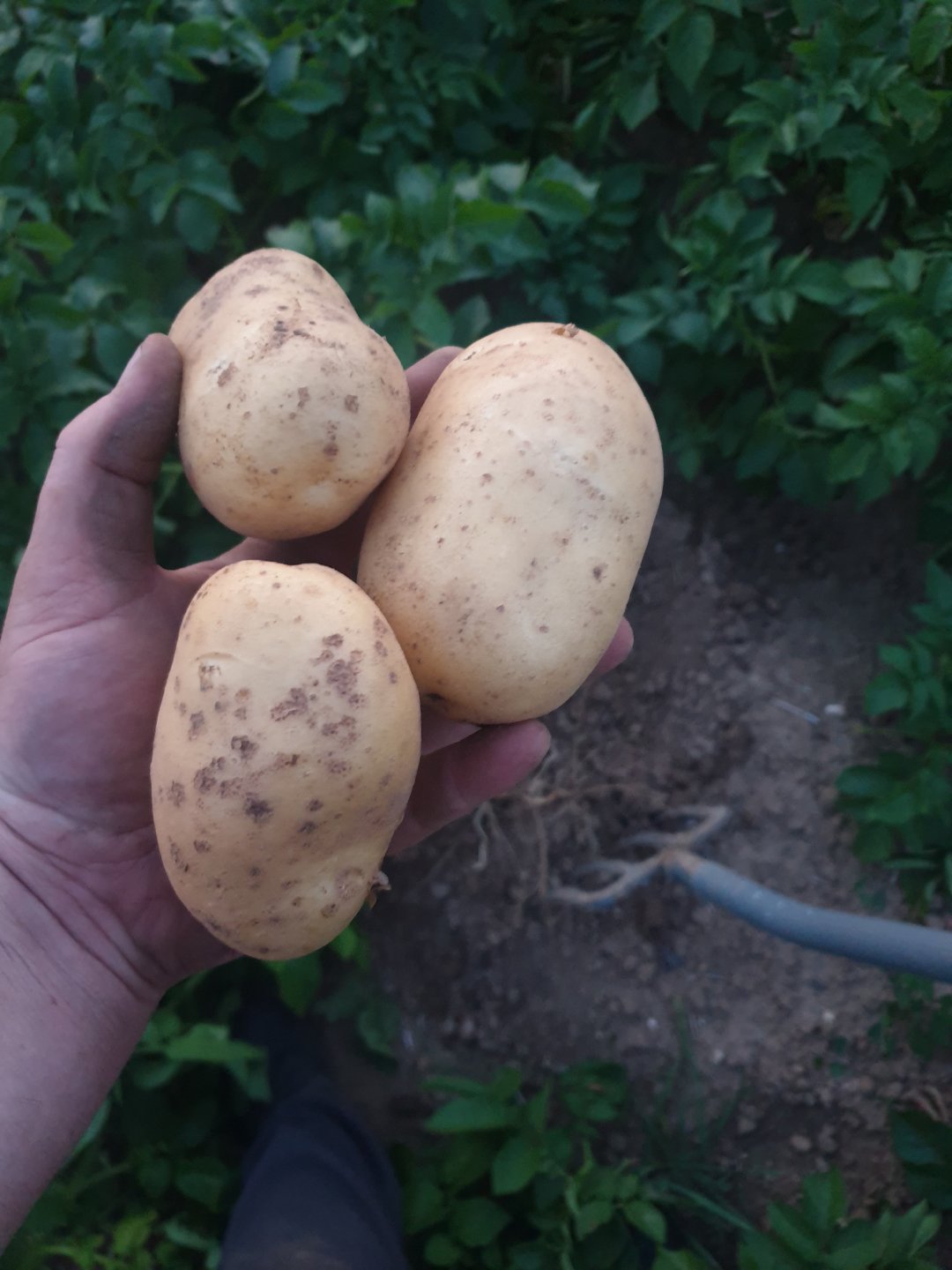 Potato emergence. Page 5 The Farming Forum