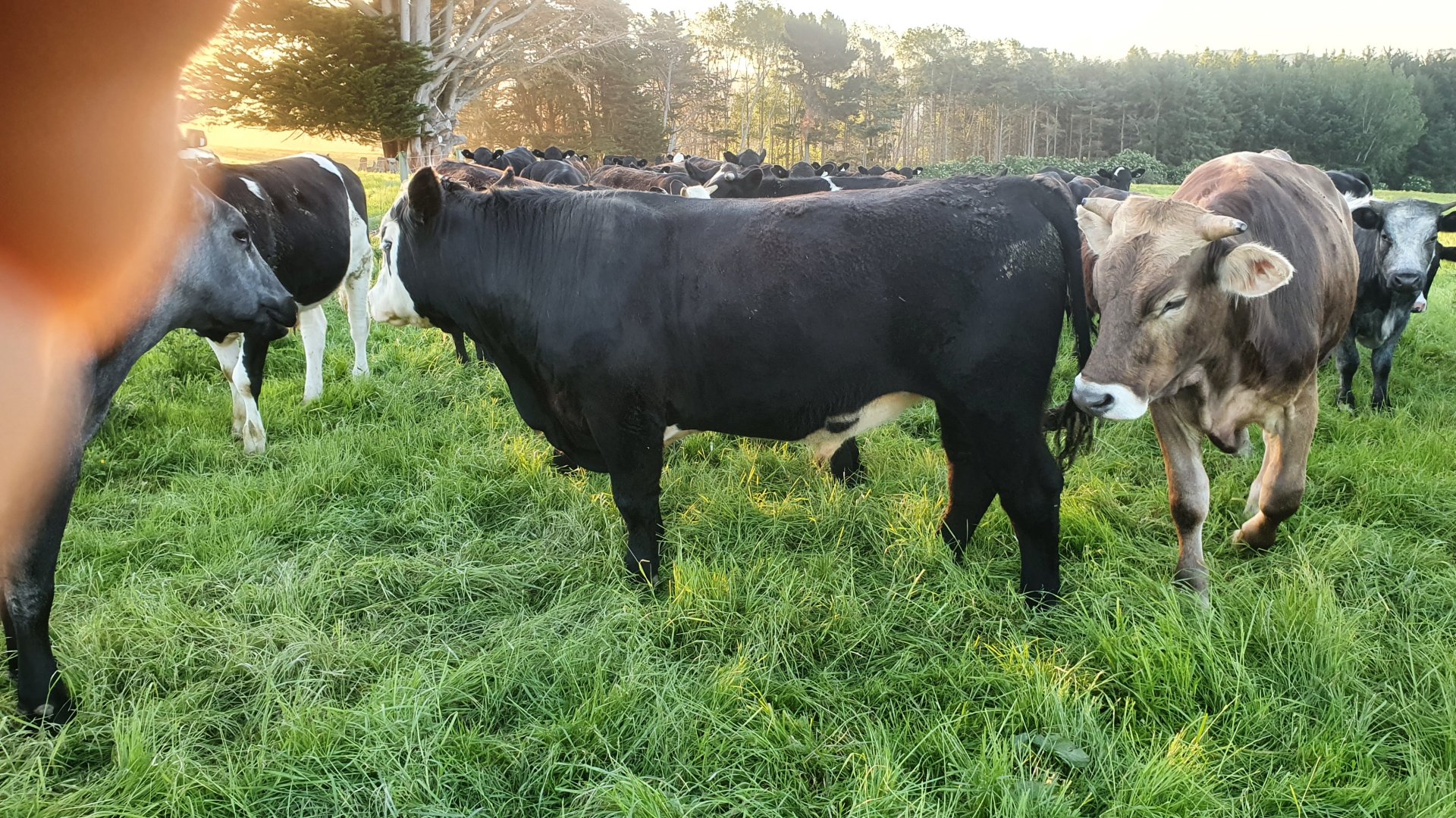 benefits of paddock grazing at rose briggs blog Images... "Improving Our Lot" - Planned Holistic Grazing, for starters.. | Page ...