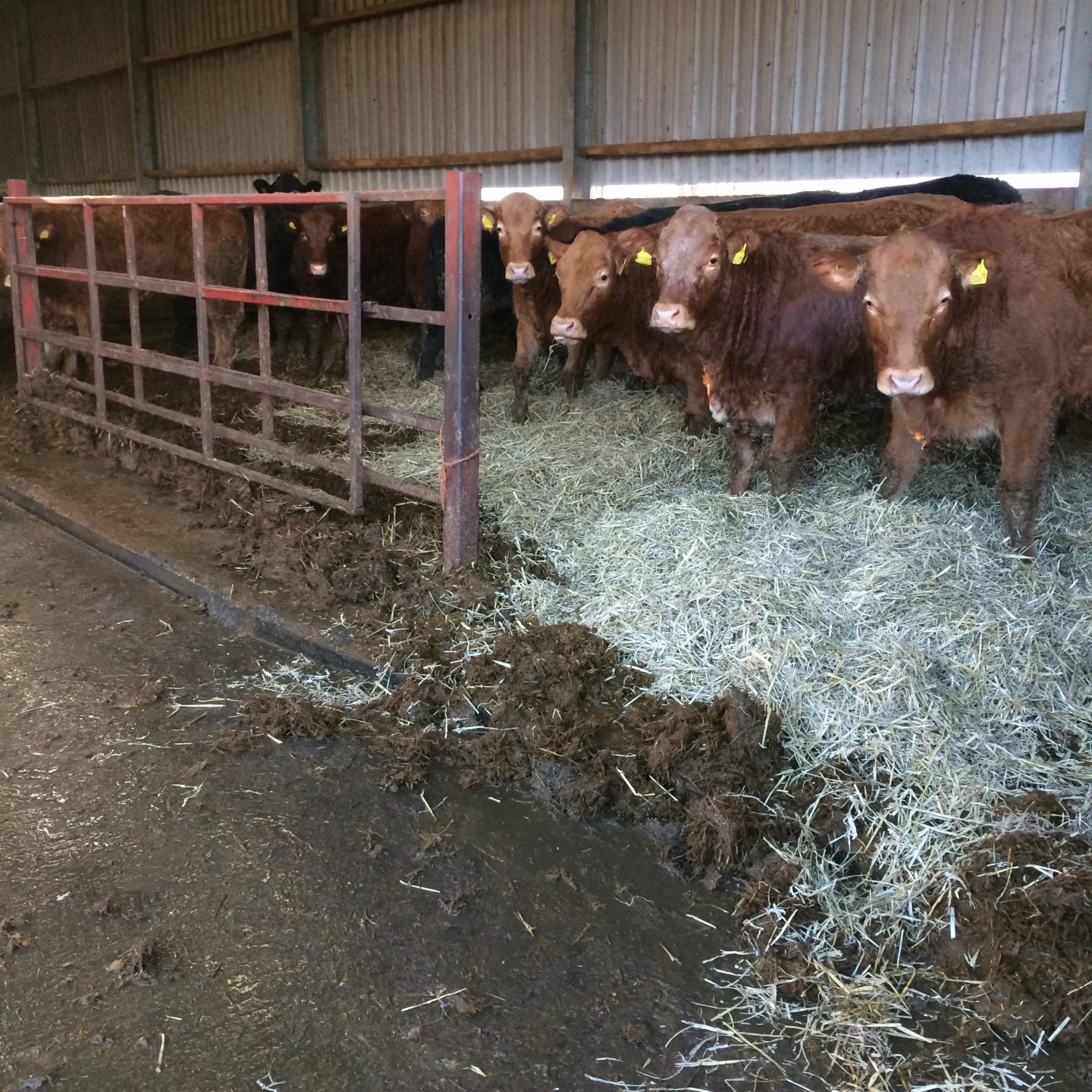 Orkney sloping floor cattle sheds Page 9 The Farming Forum